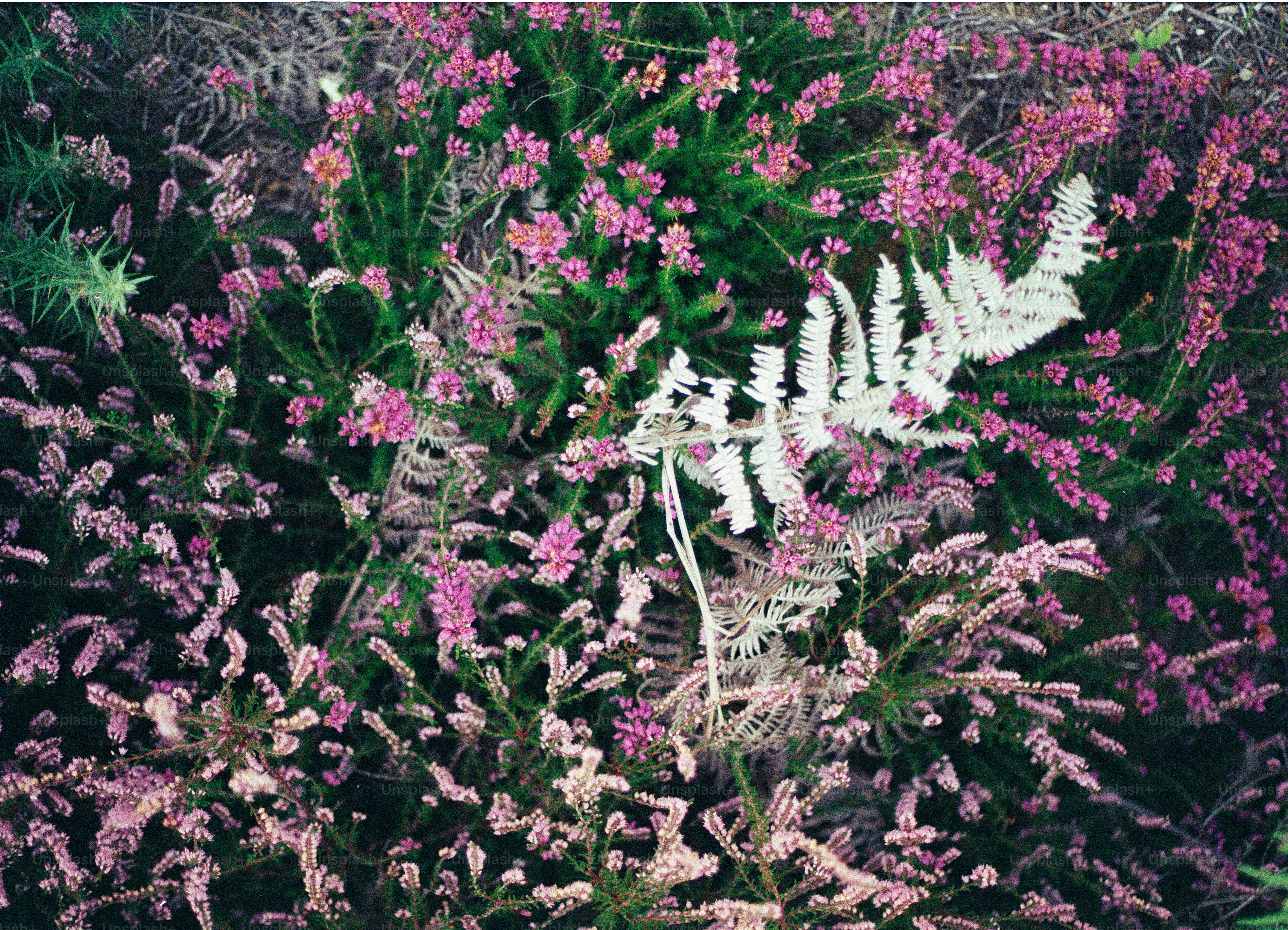 Pink heather flowers and a white fern frond.