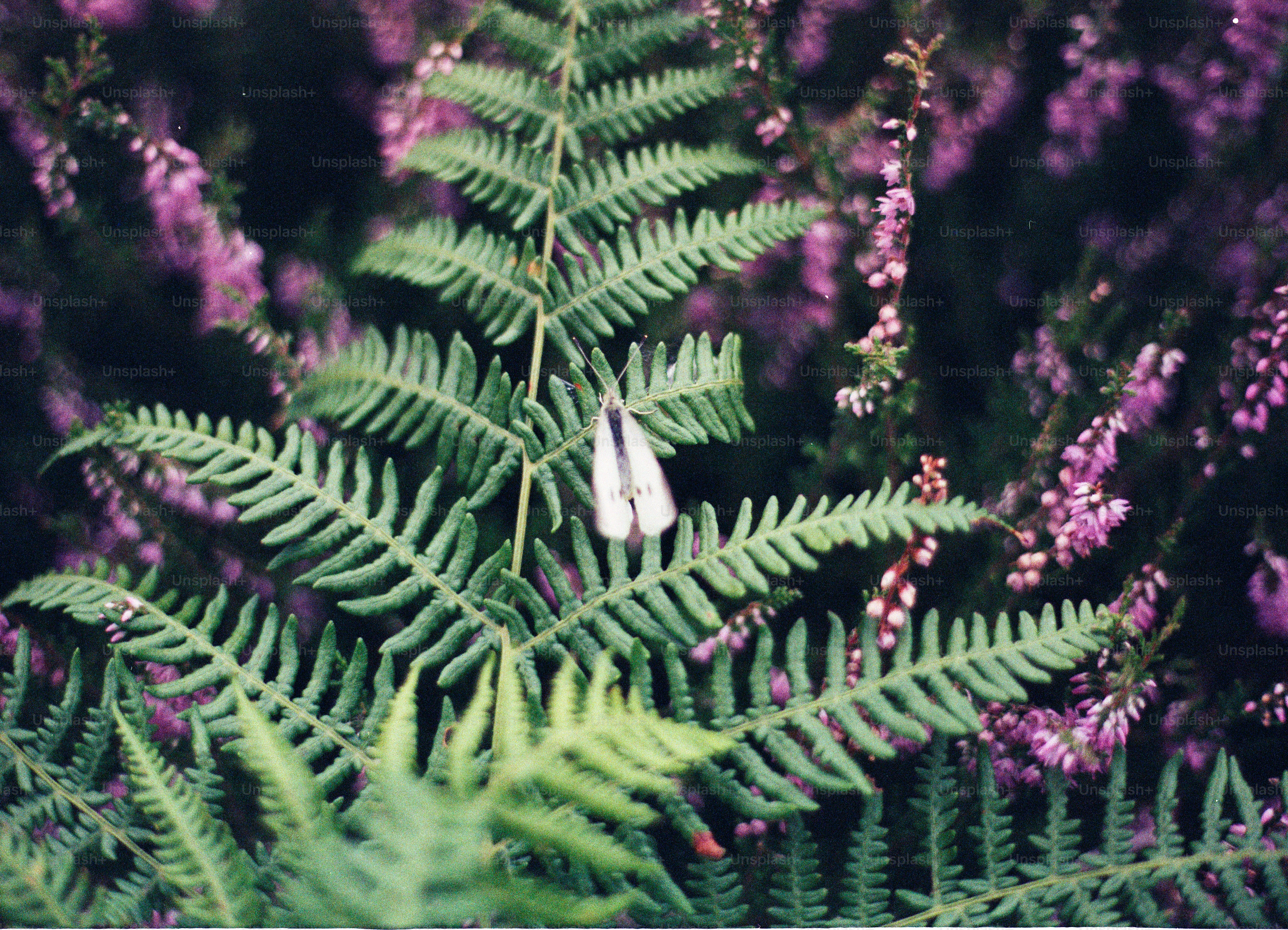Green fern fronds with purple heather flowers