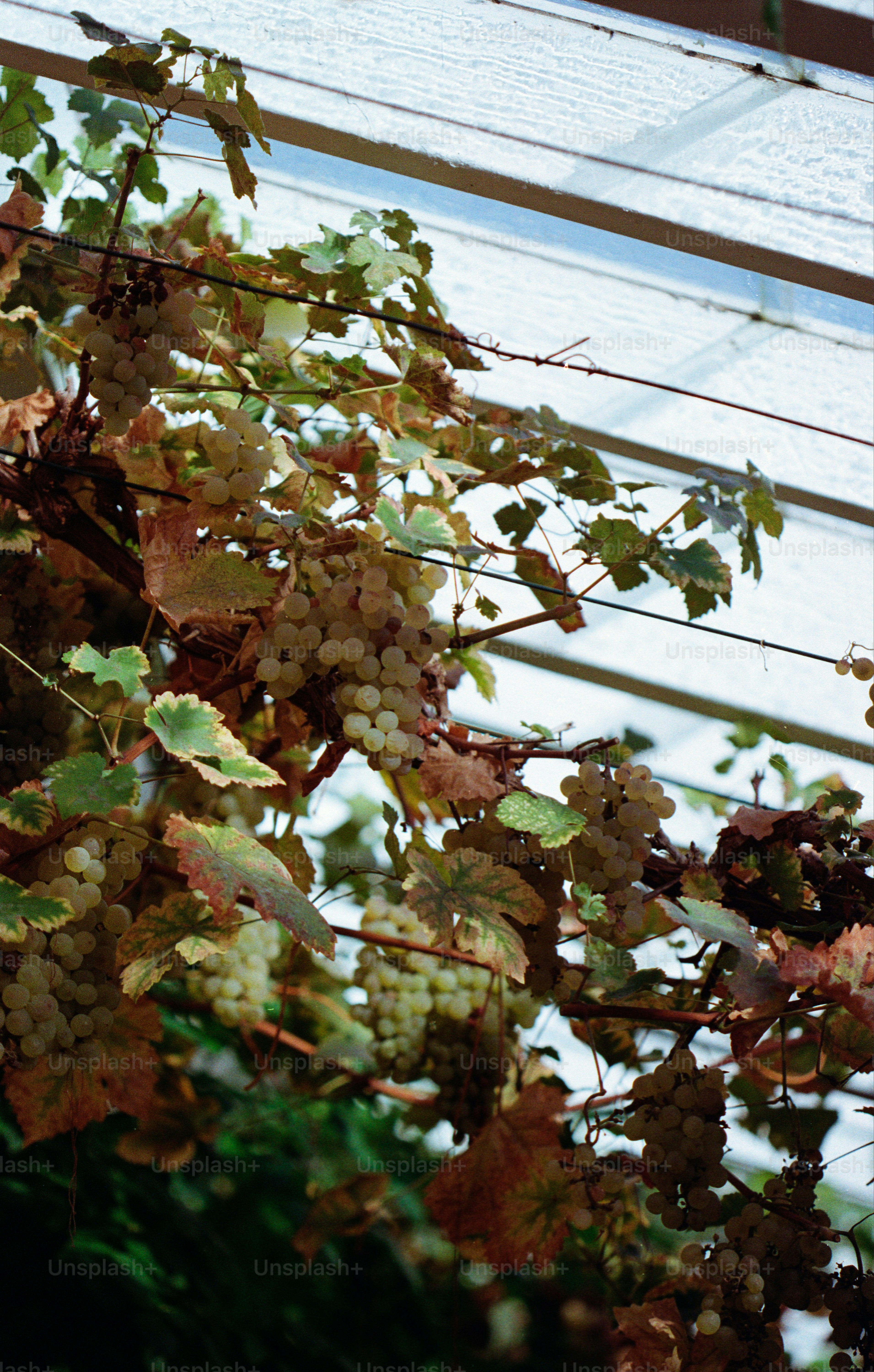 White grapes growing on a vine under a clear roof