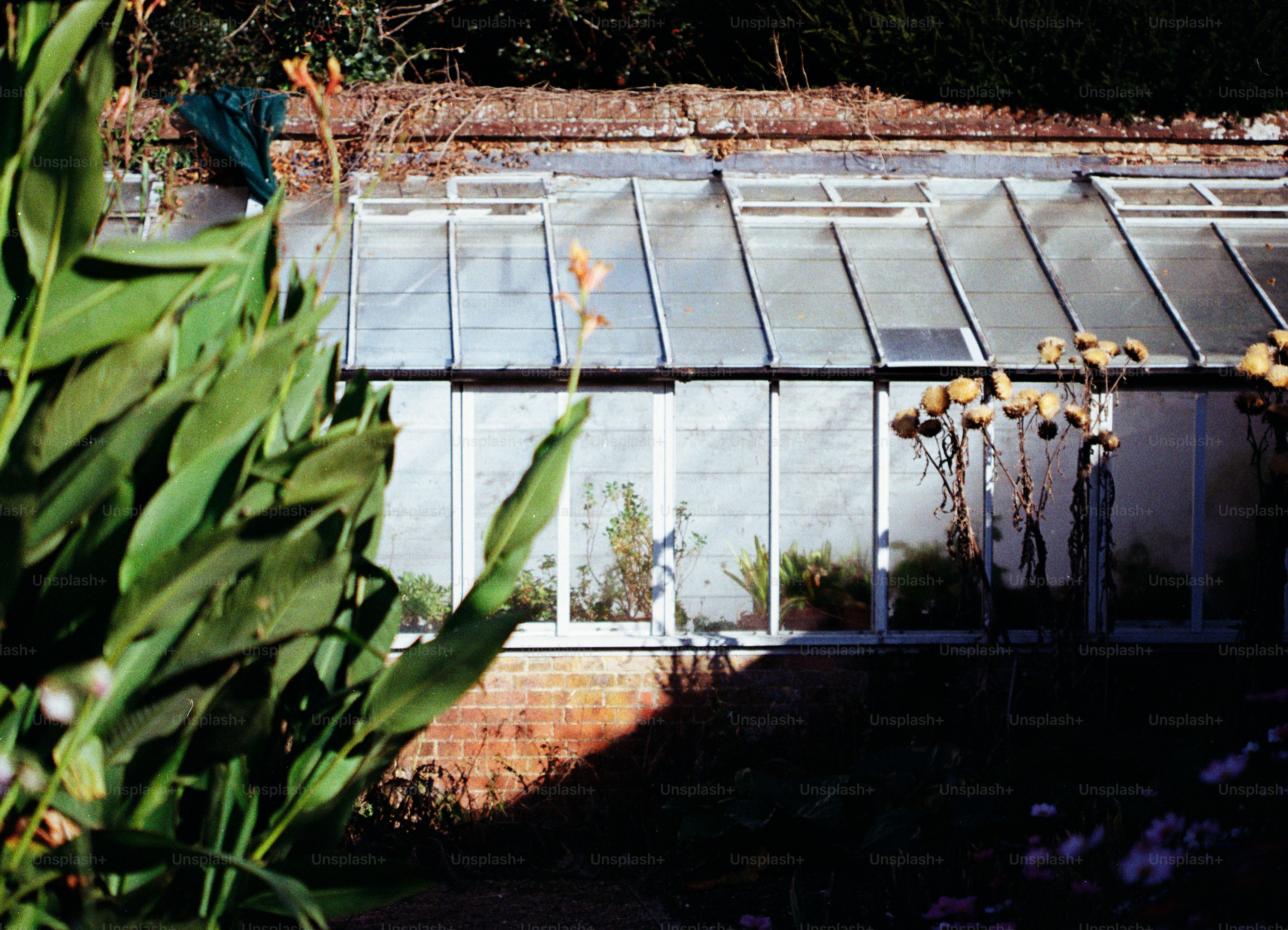 Greenhouse with plants visible through glass panels.
