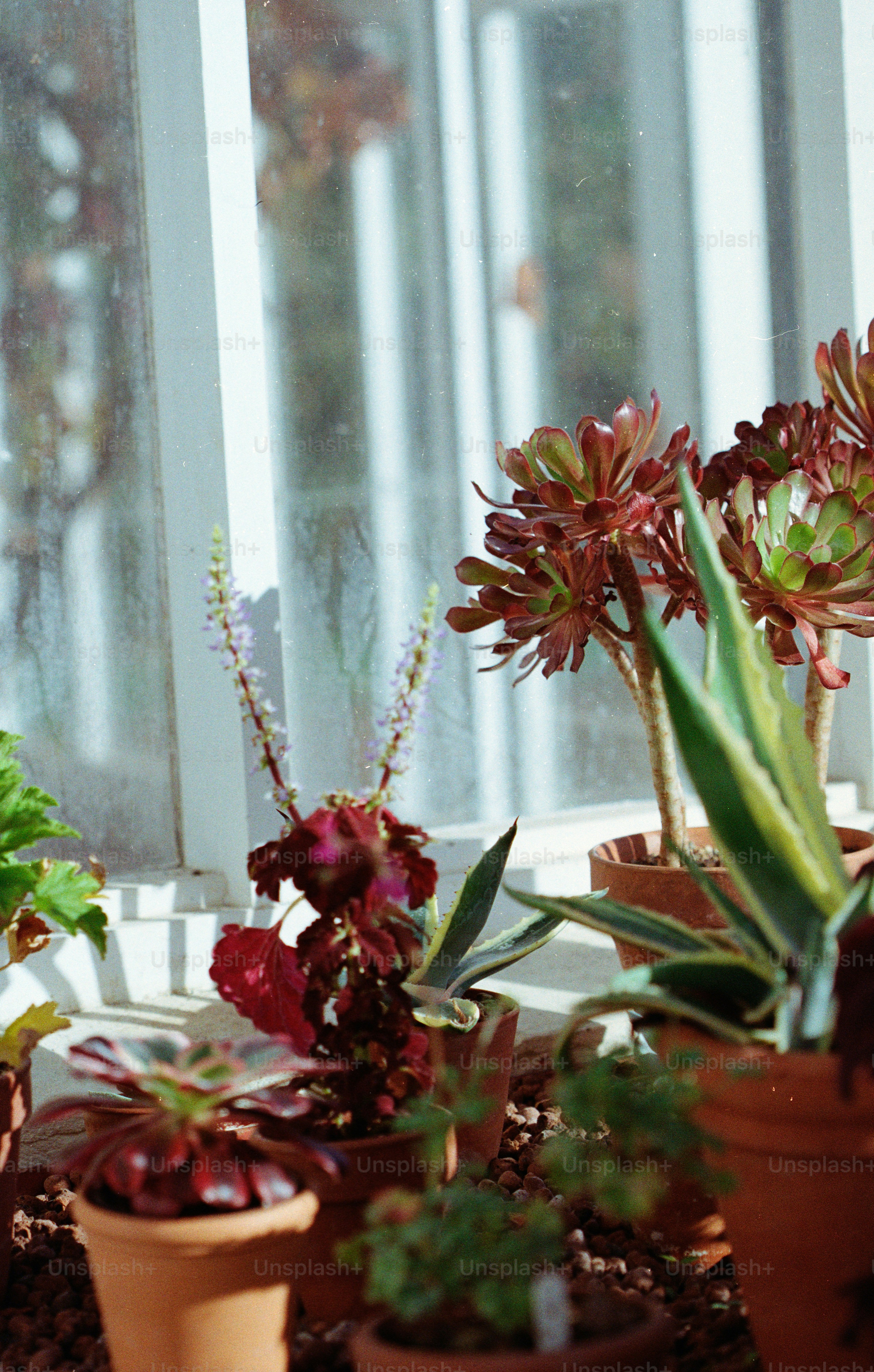 Succulent plants in terracotta pots by a window.