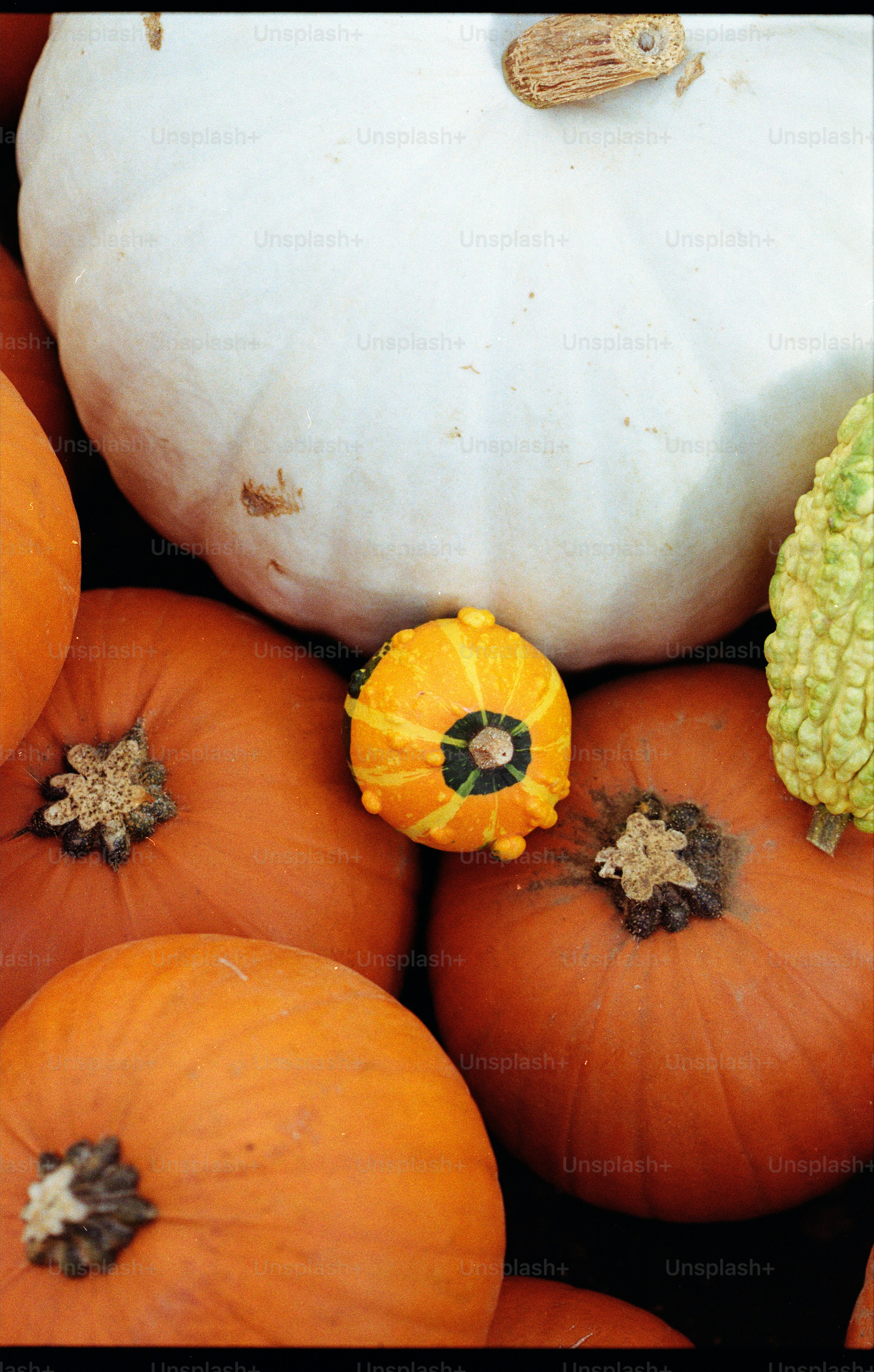 Assortment of pumpkins and gourds in various colors.