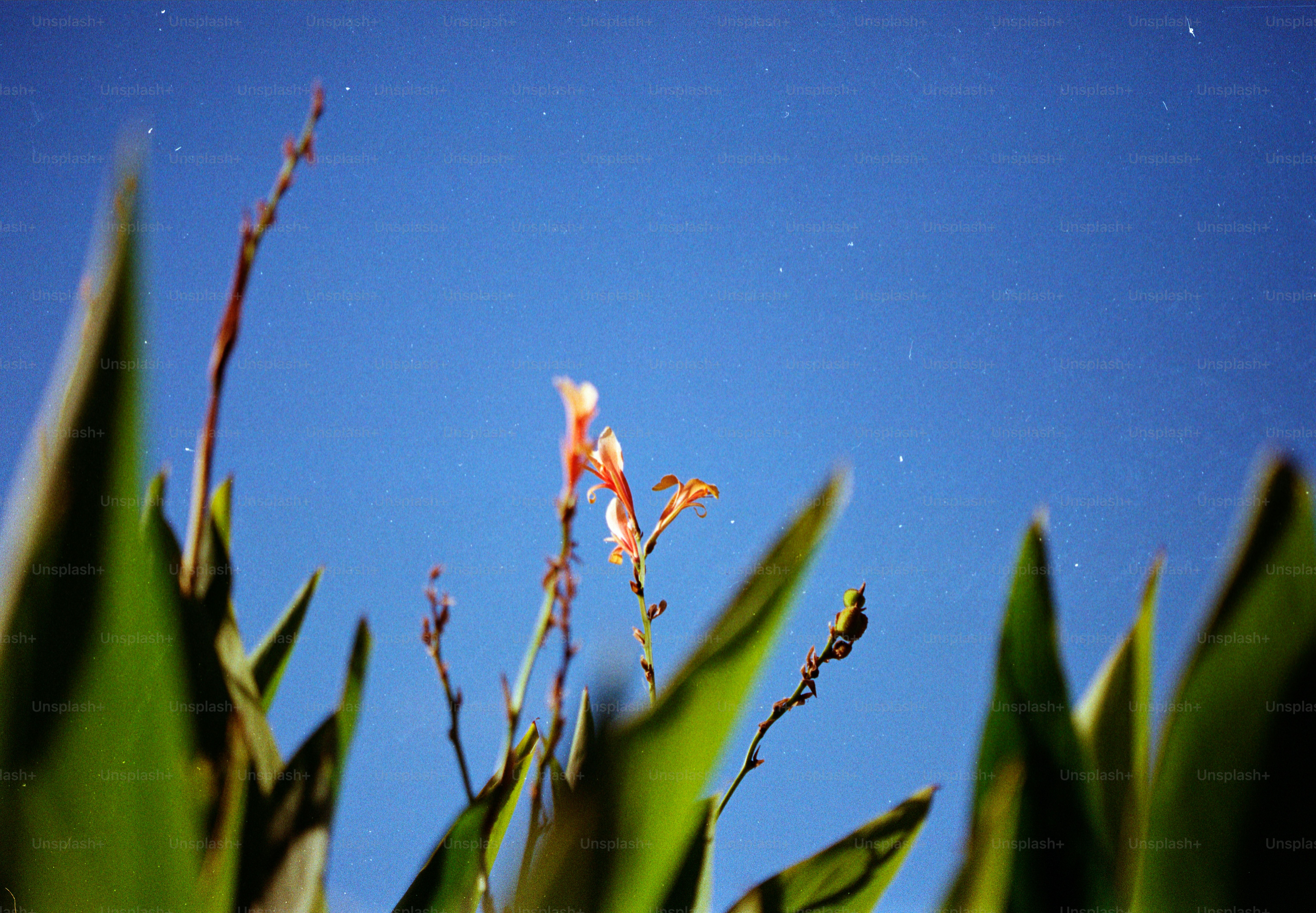 Tall green leaves against a clear blue sky.