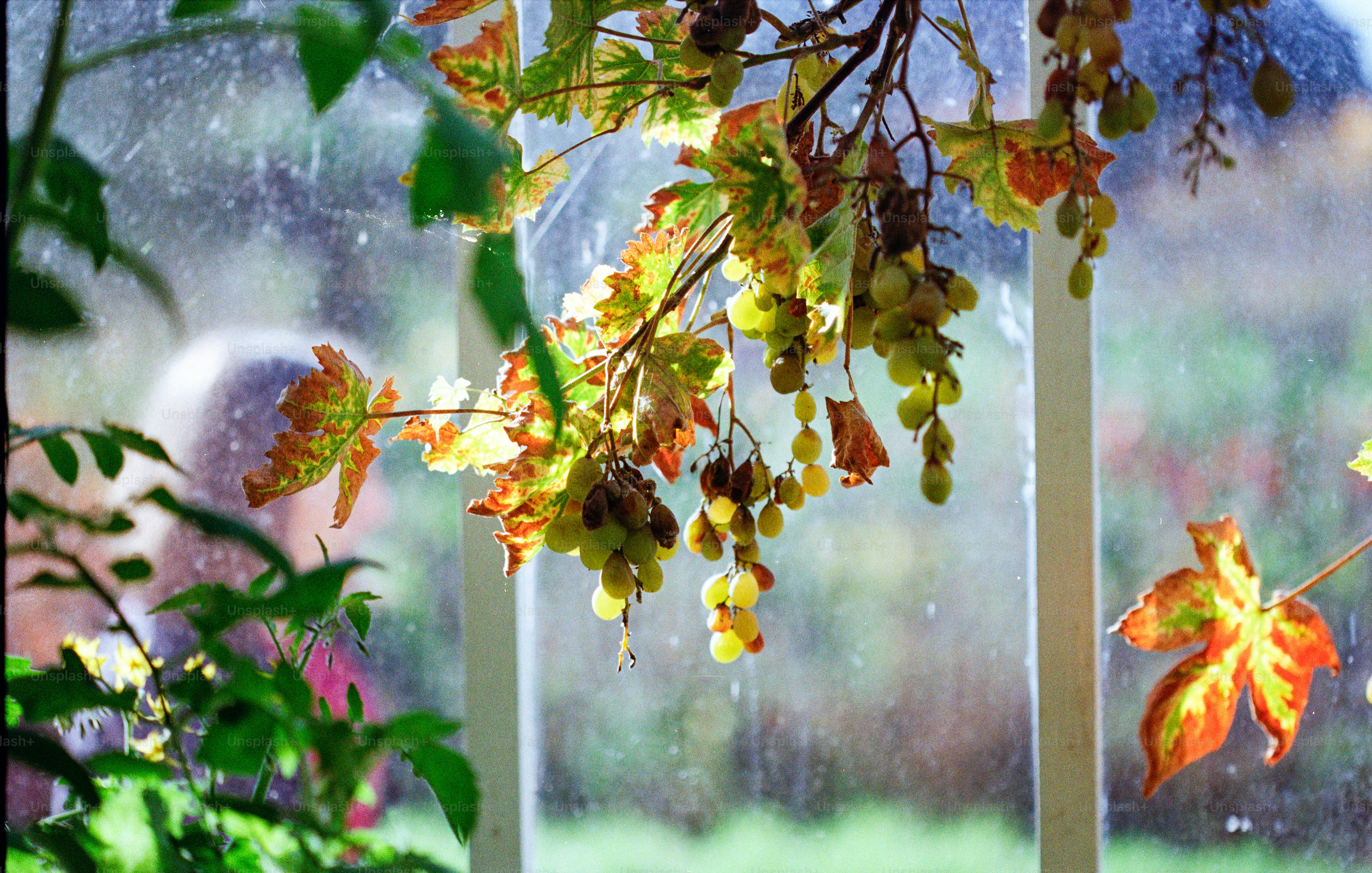 Autumn leaves on a vine by a window.