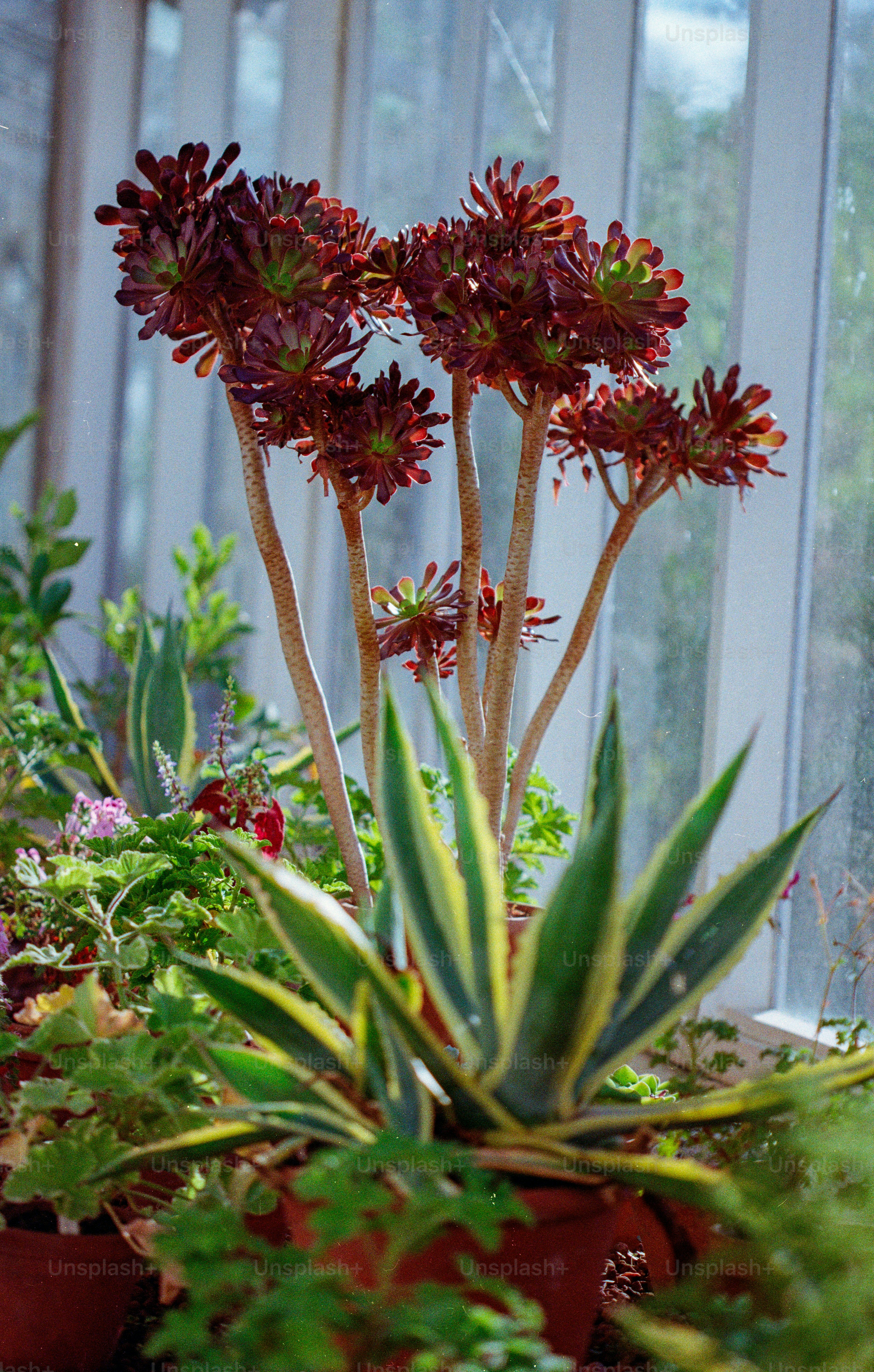 Succulent plants in pots on a windowsill.