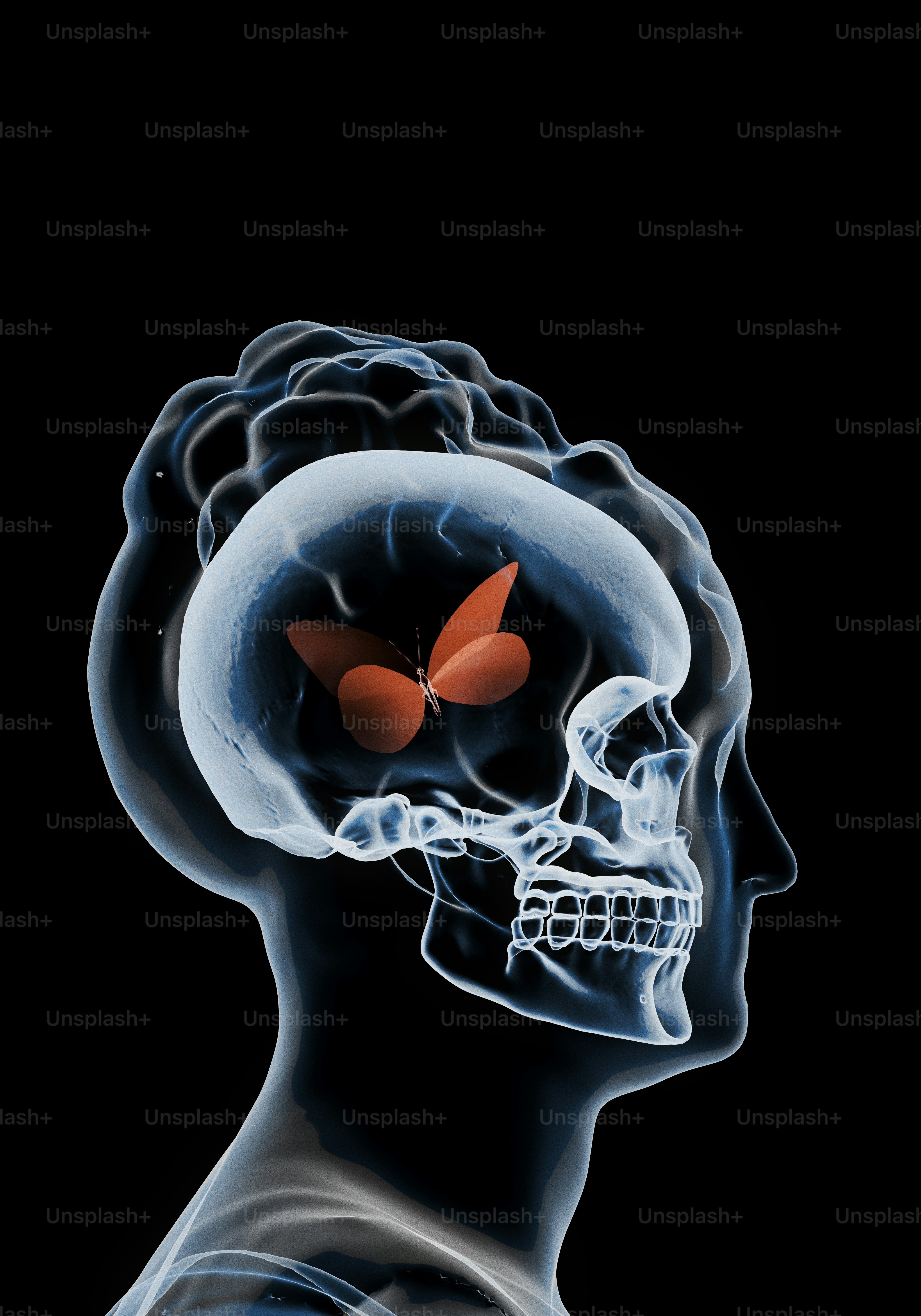 A butterfly inside a human skull