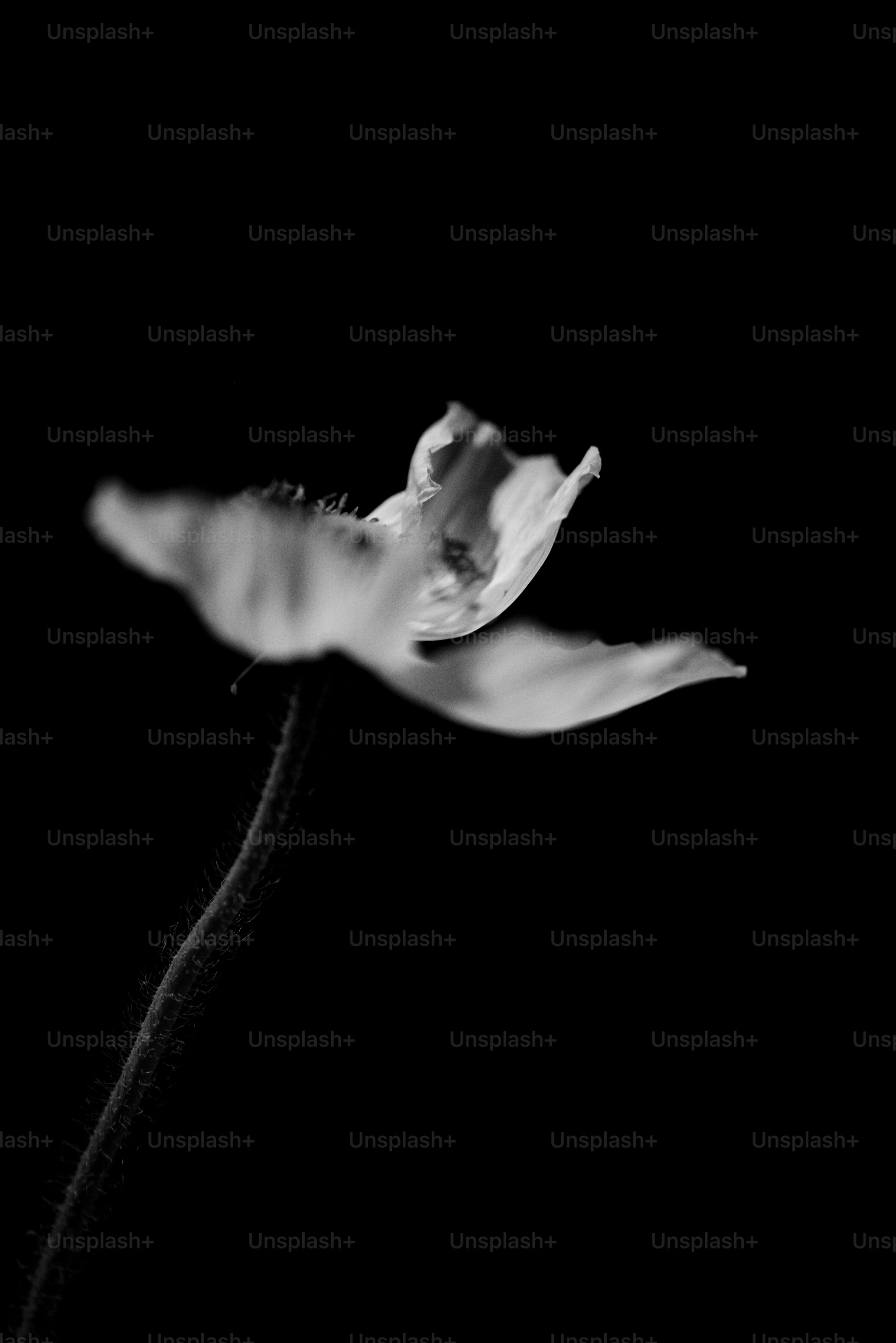 Eine zarte weiße Blume mit dunklem Hintergrund