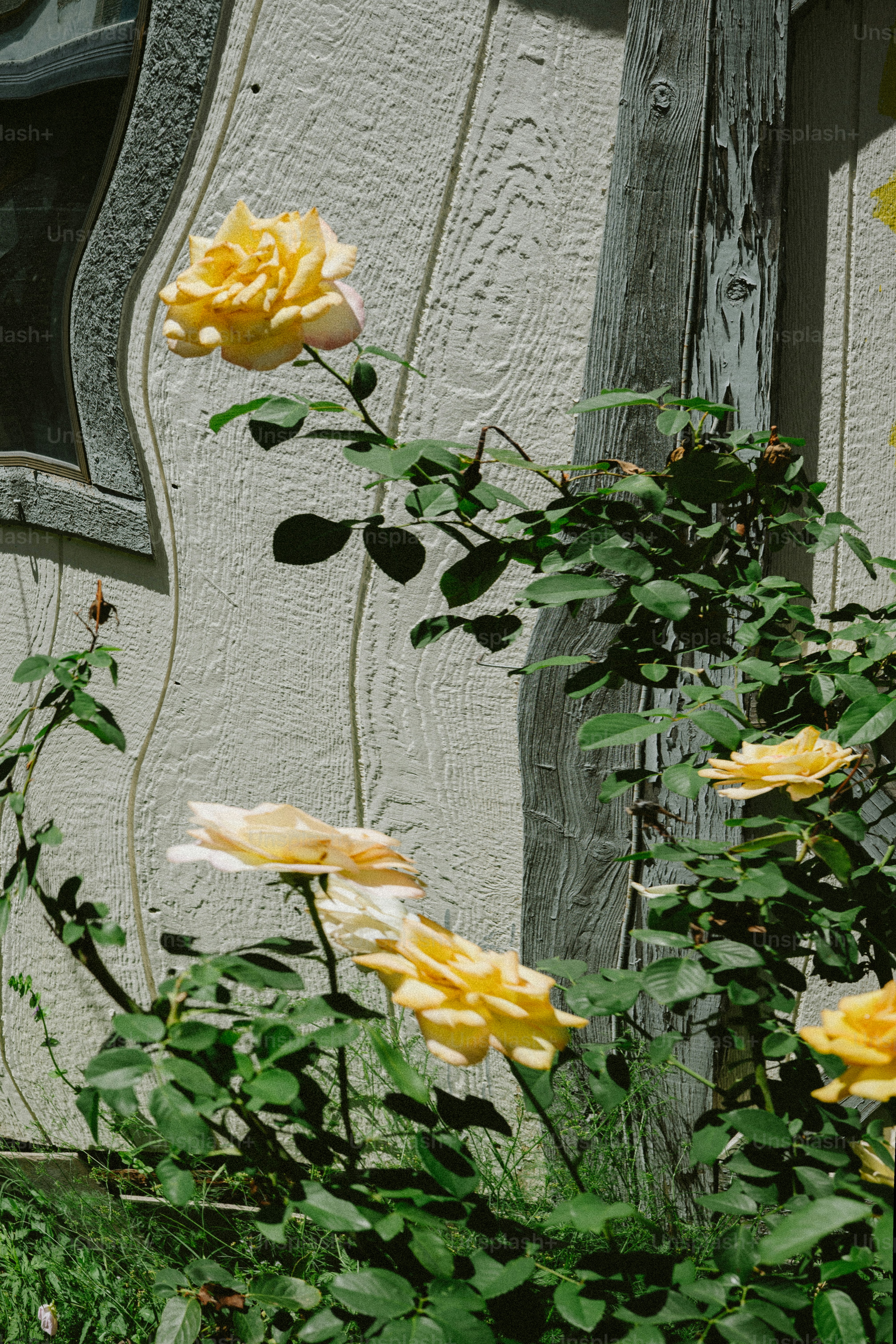 A house covered in yellow flowers next to a window photo – Free