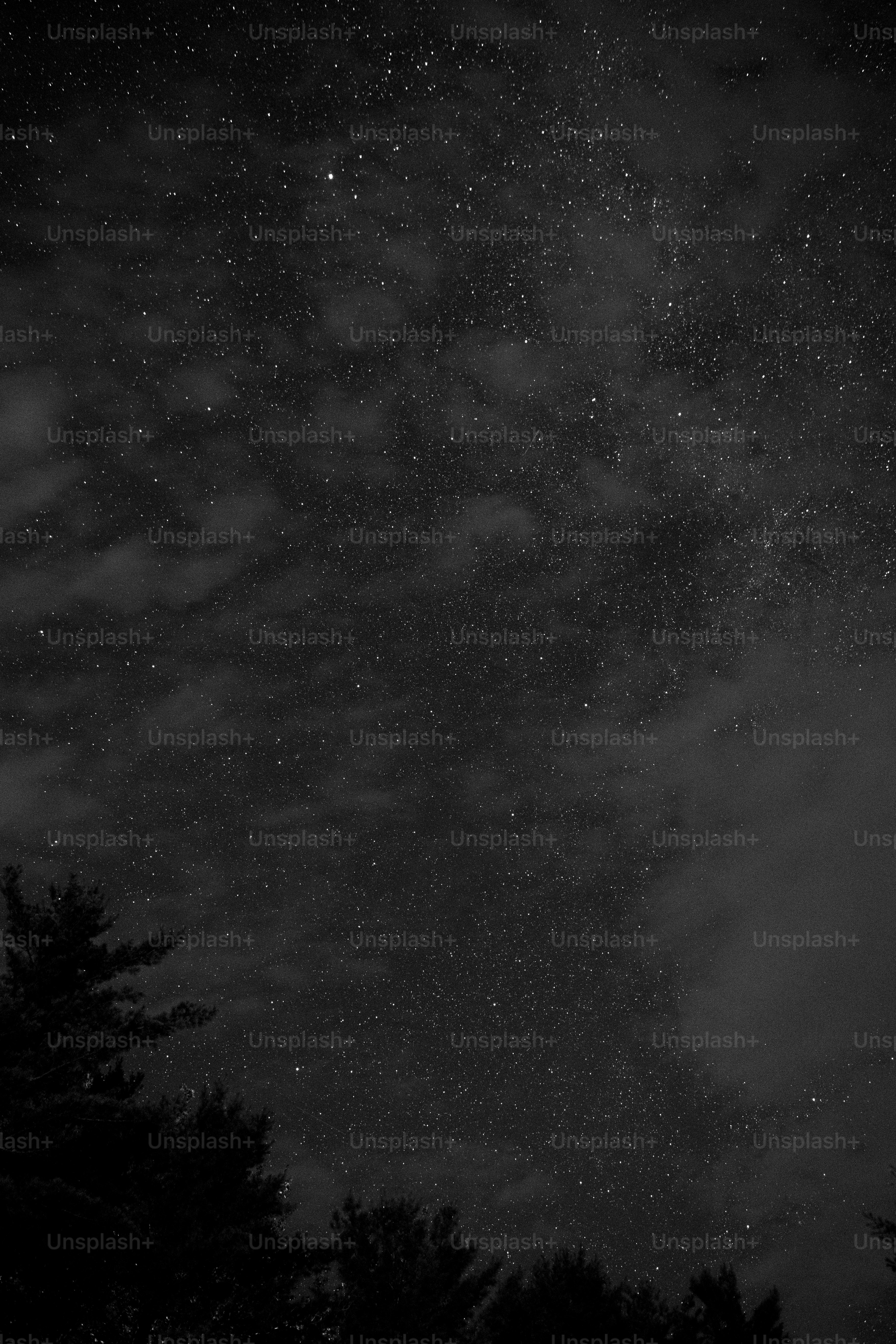 Céu noturno estrelado acima de árvores em silhueta