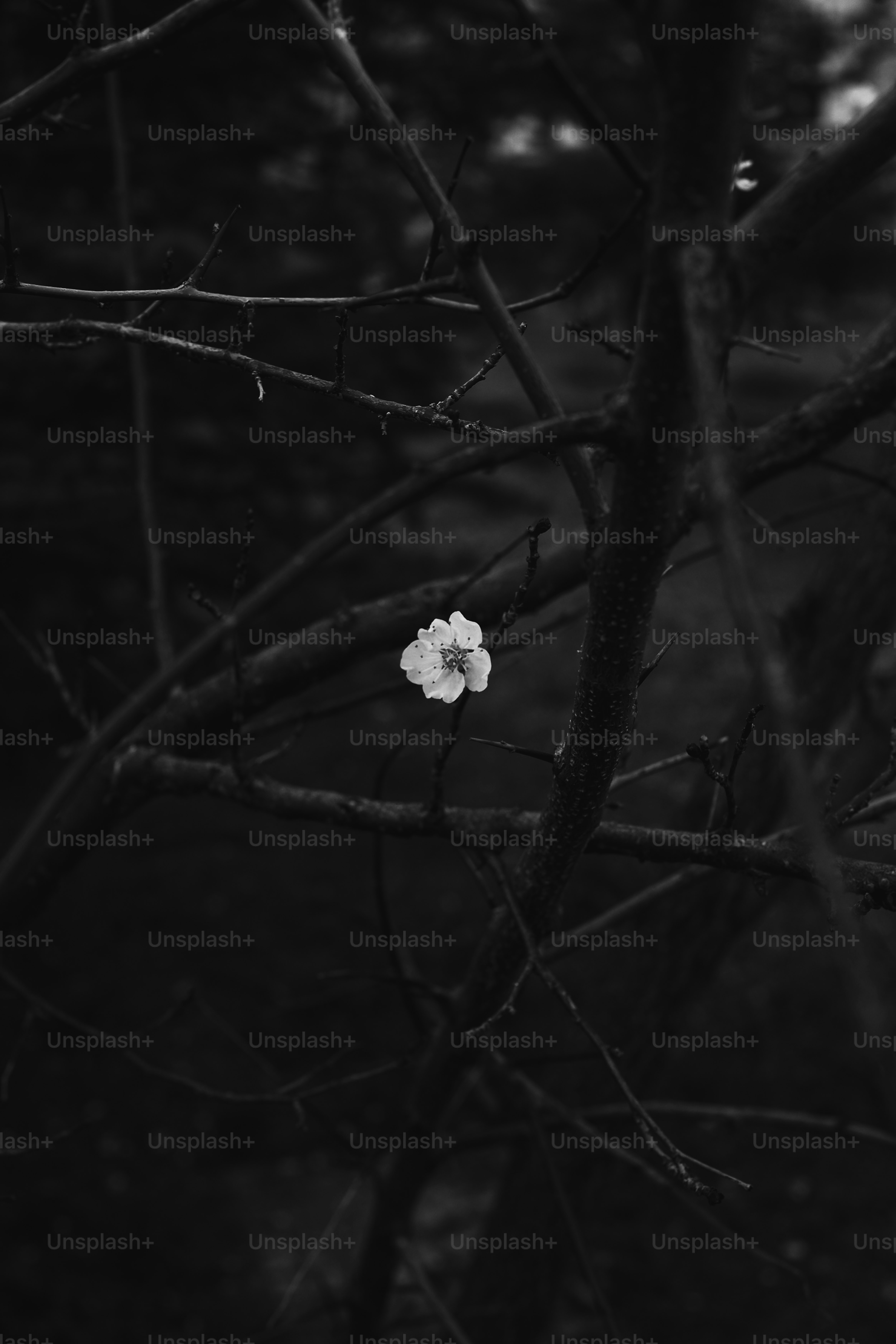 A single white flower blooms on a dark branch.