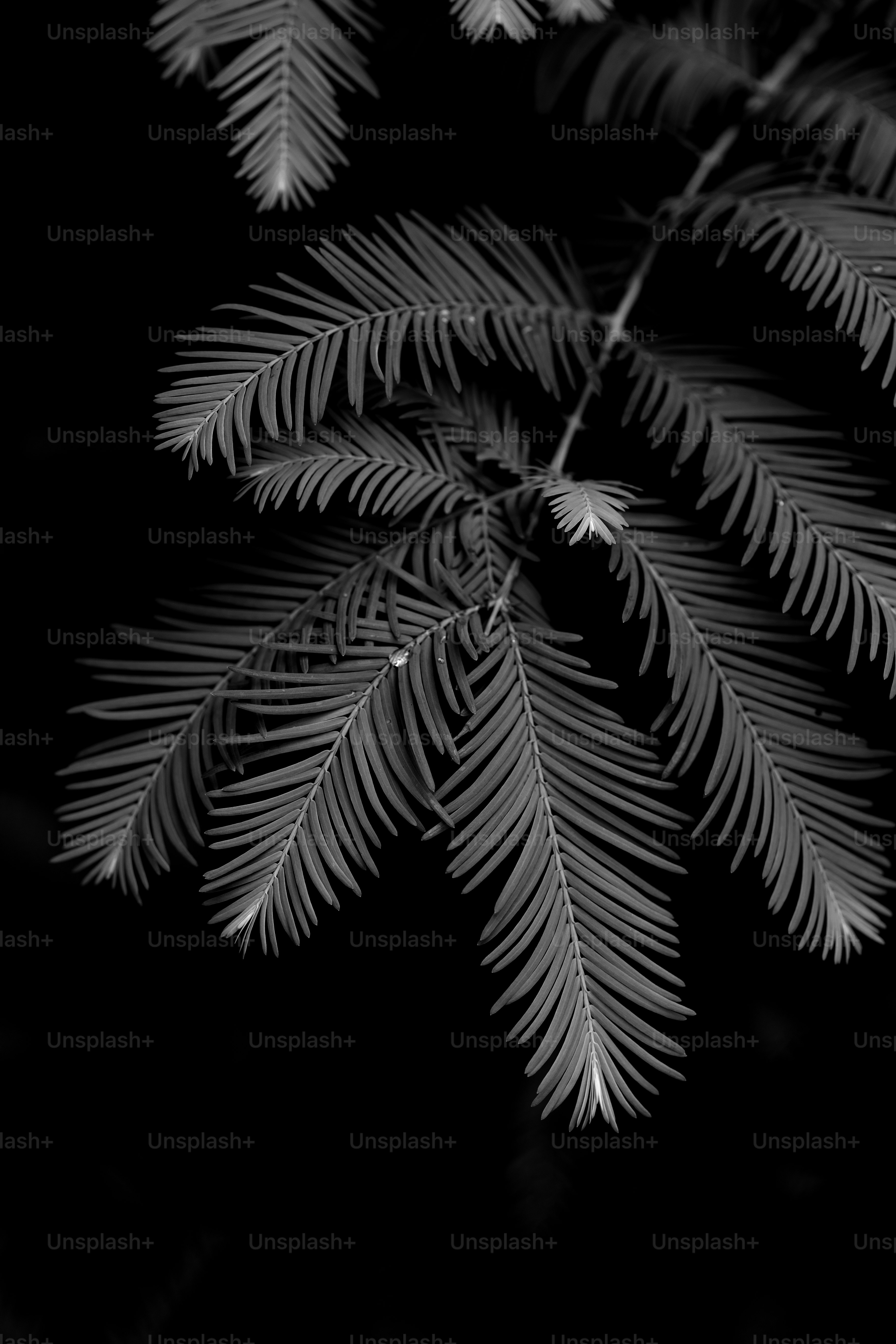 Close-up of redwood tree needles against black background