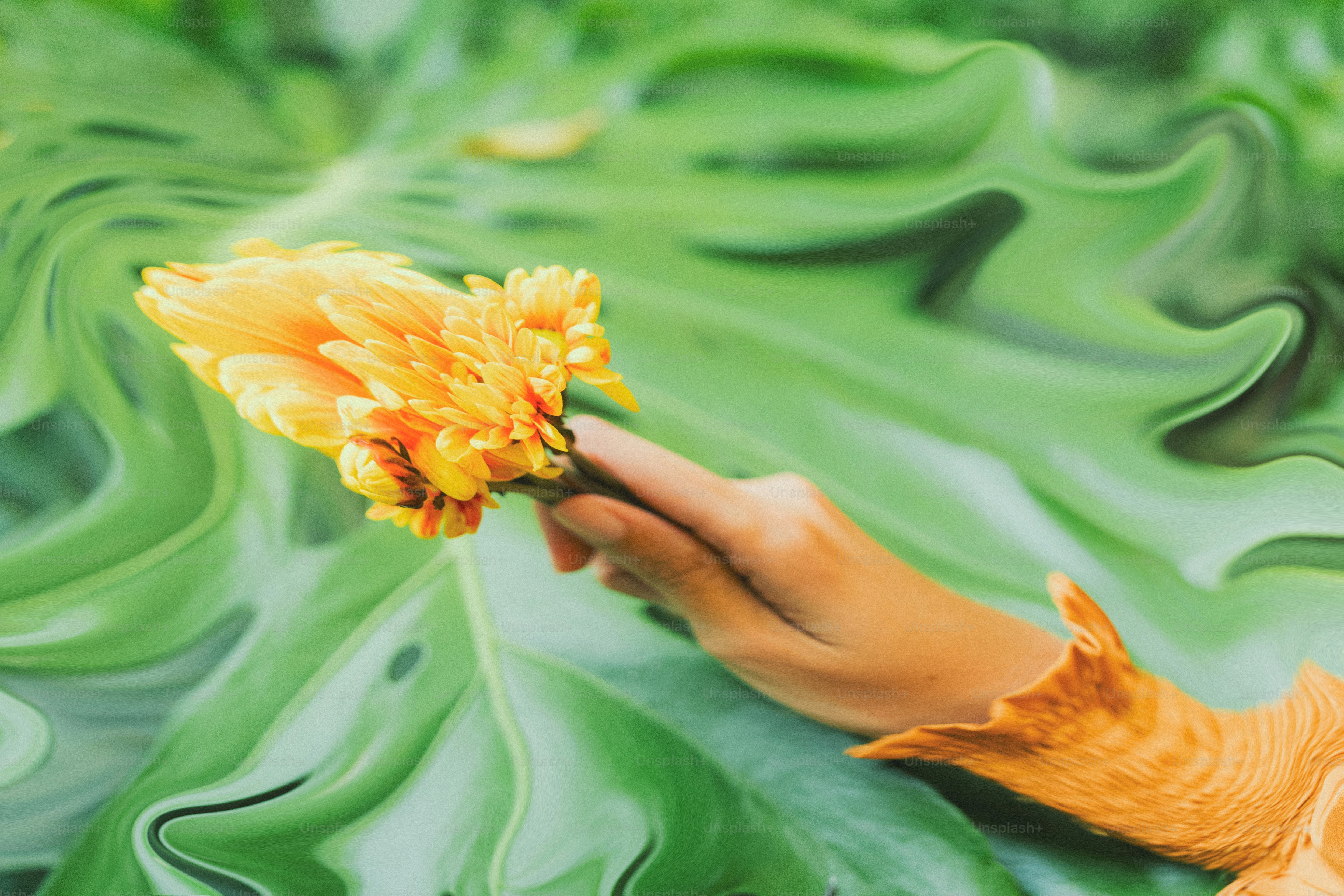 Hand holding a yellow flower amidst green leaves