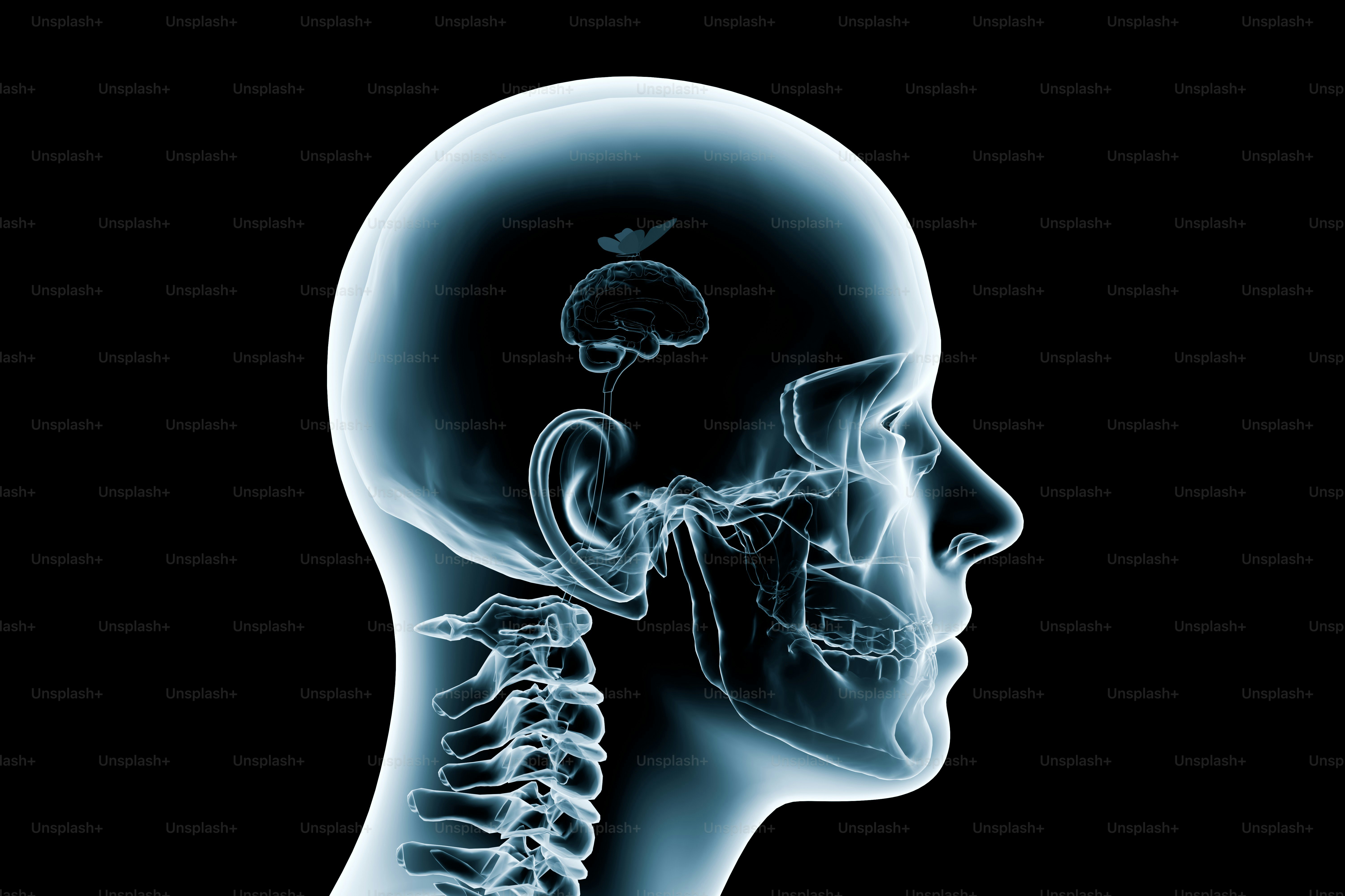 Radiografía de la cabeza y el cerebro humanos foto – Imagen de Cerebro en  Unsplash, image size:3000x2000