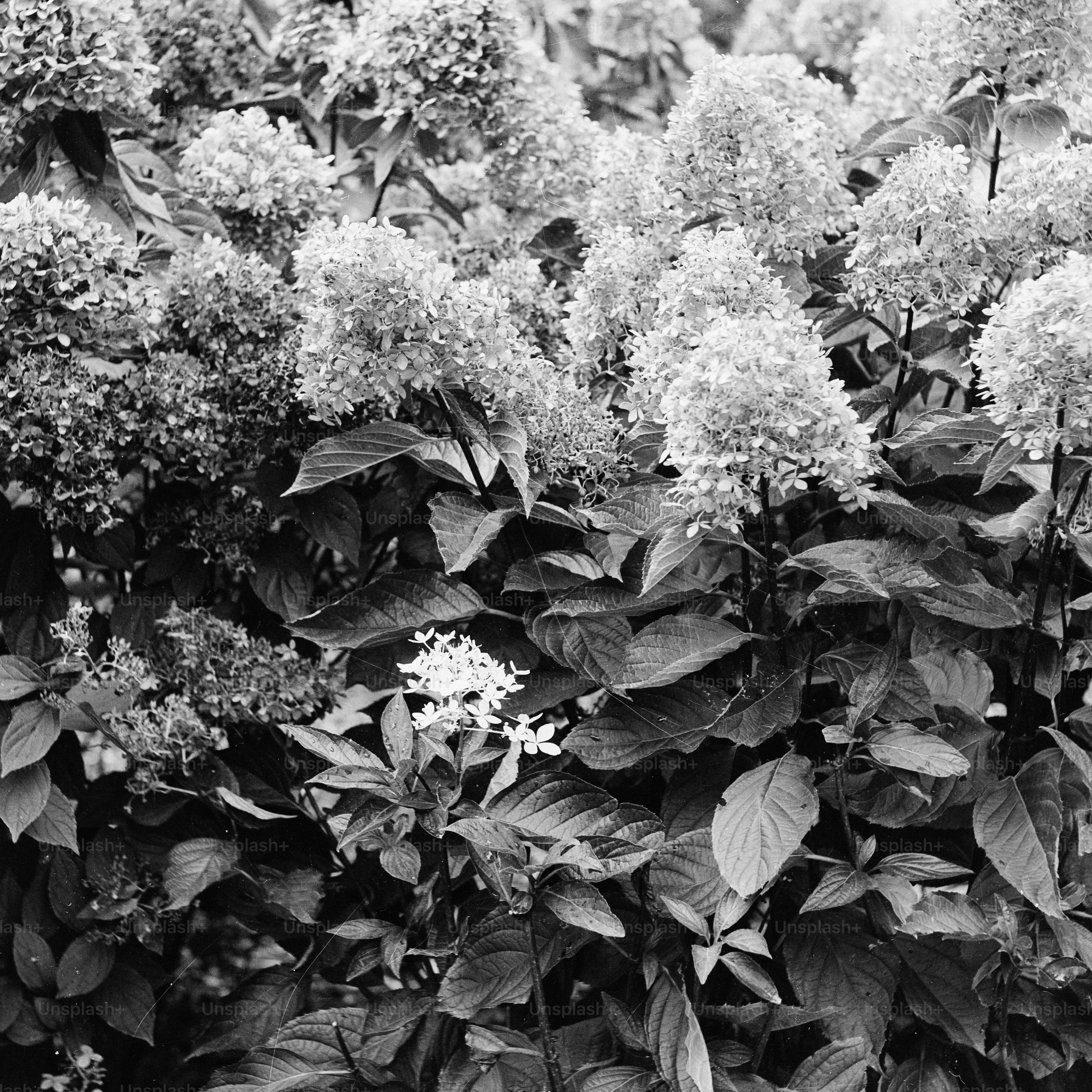 Close-up of blooming white hydrangeas with dark green leaves.