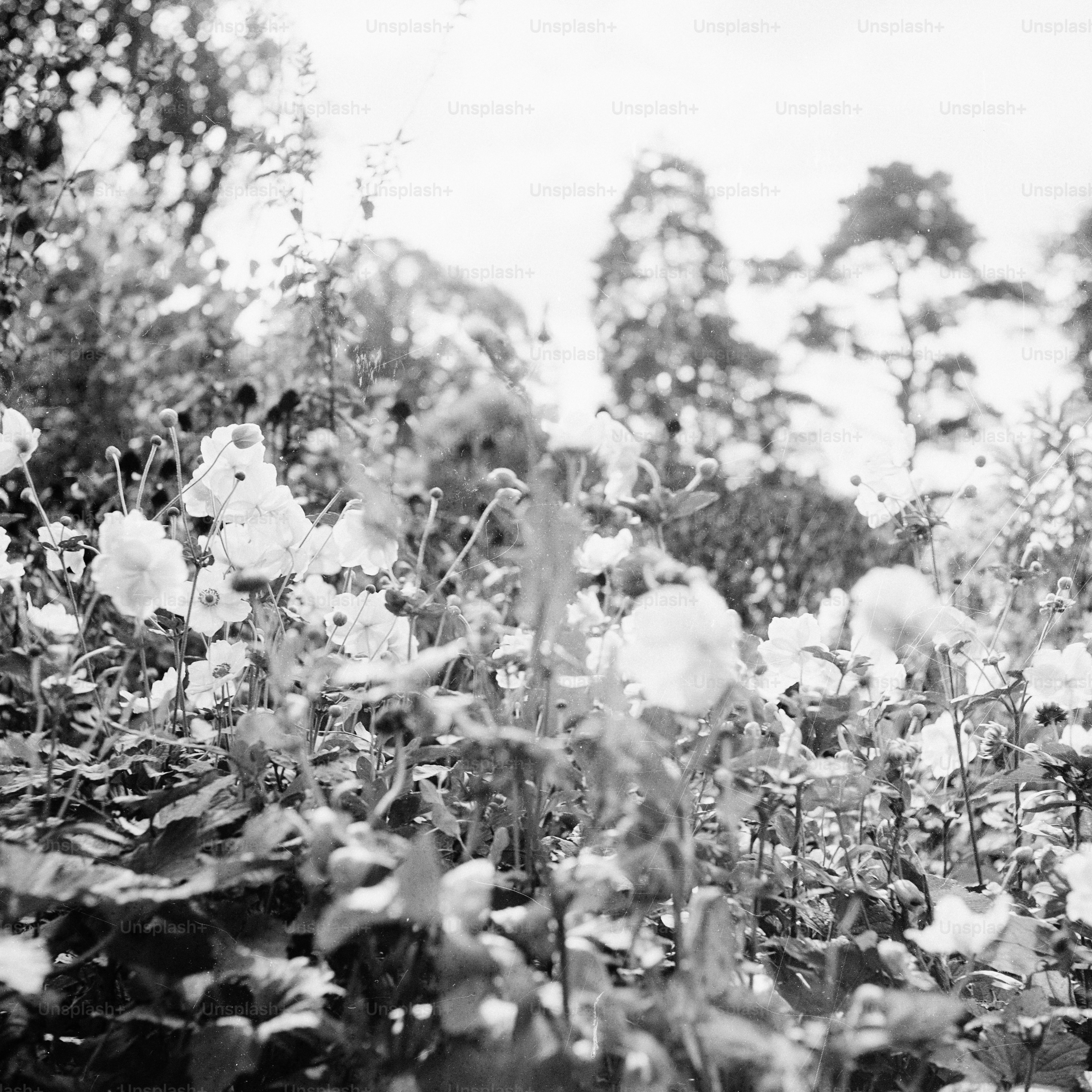 Close-up of blooming flowers in a garden