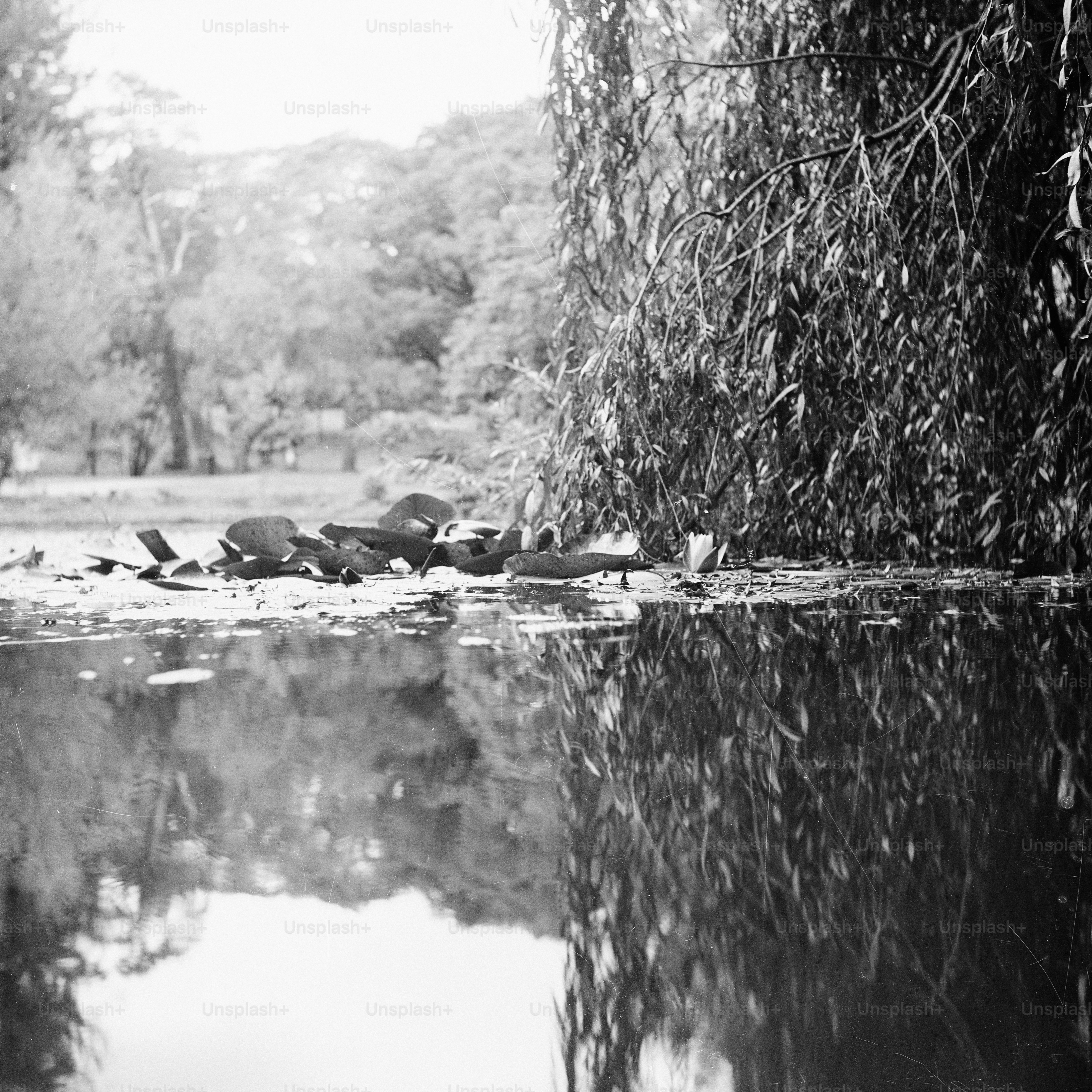 Black and white pond with weeping willow branches.