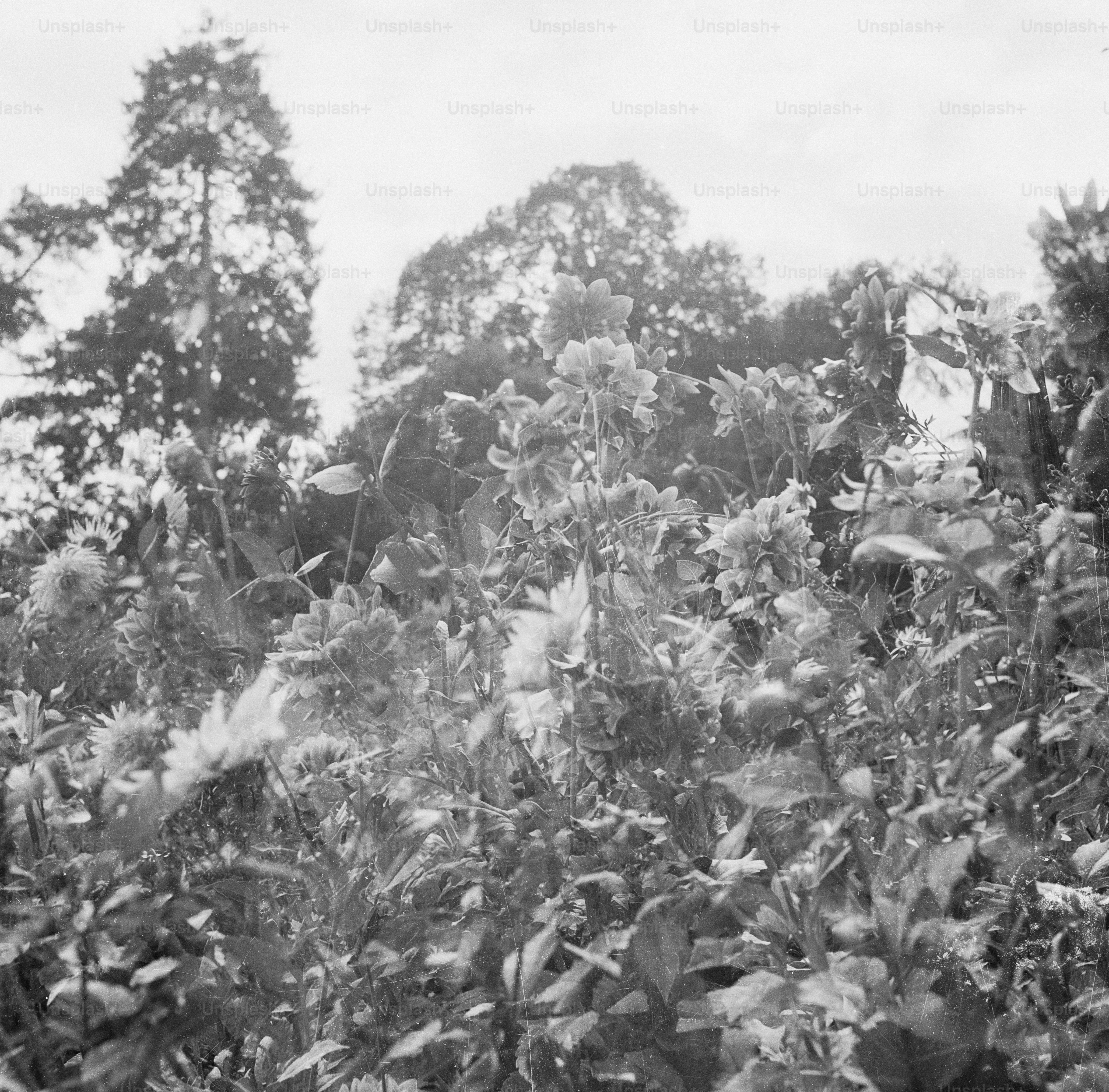 A lush garden filled with blooming flowers and trees