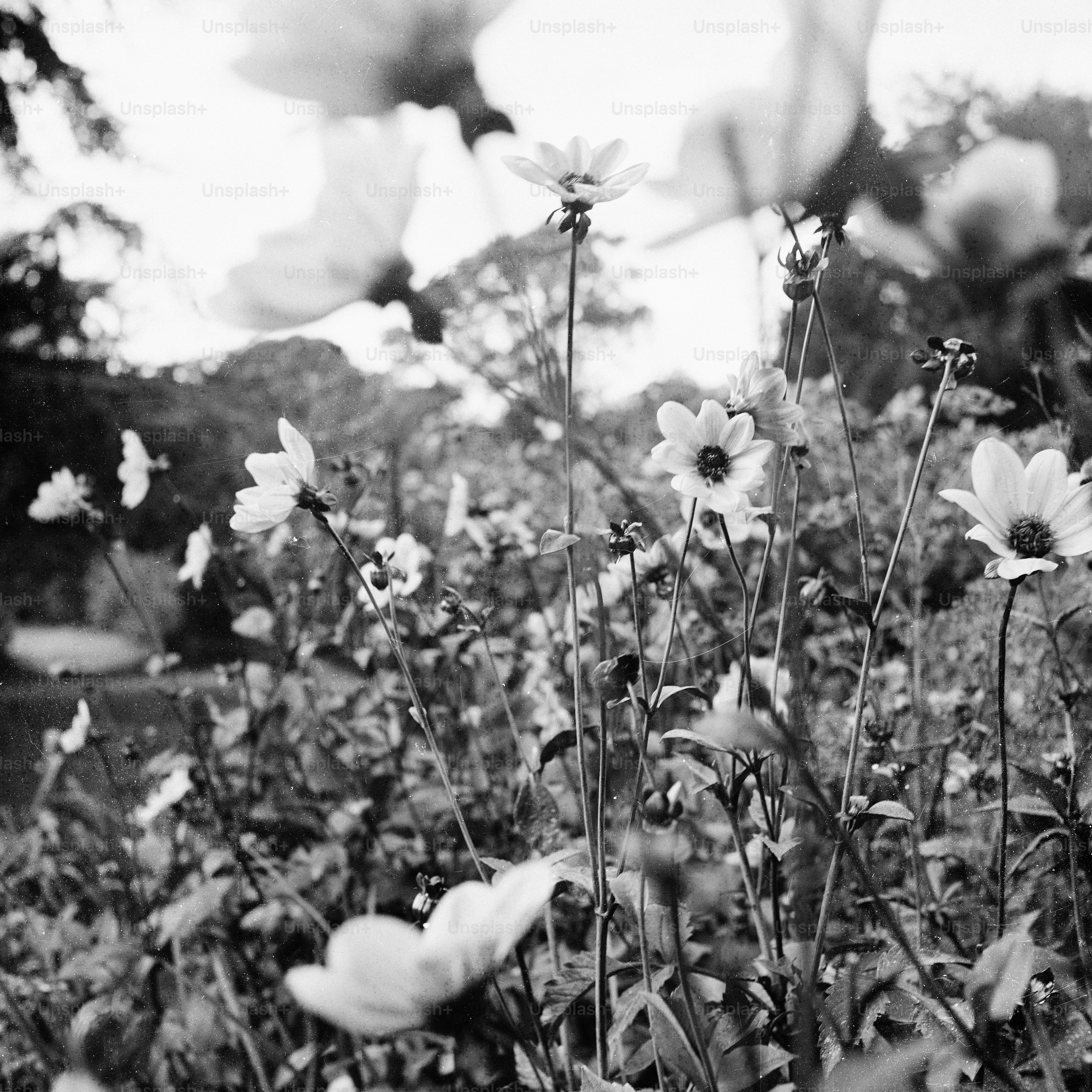 Black and white view of wildflowers in a meadow.