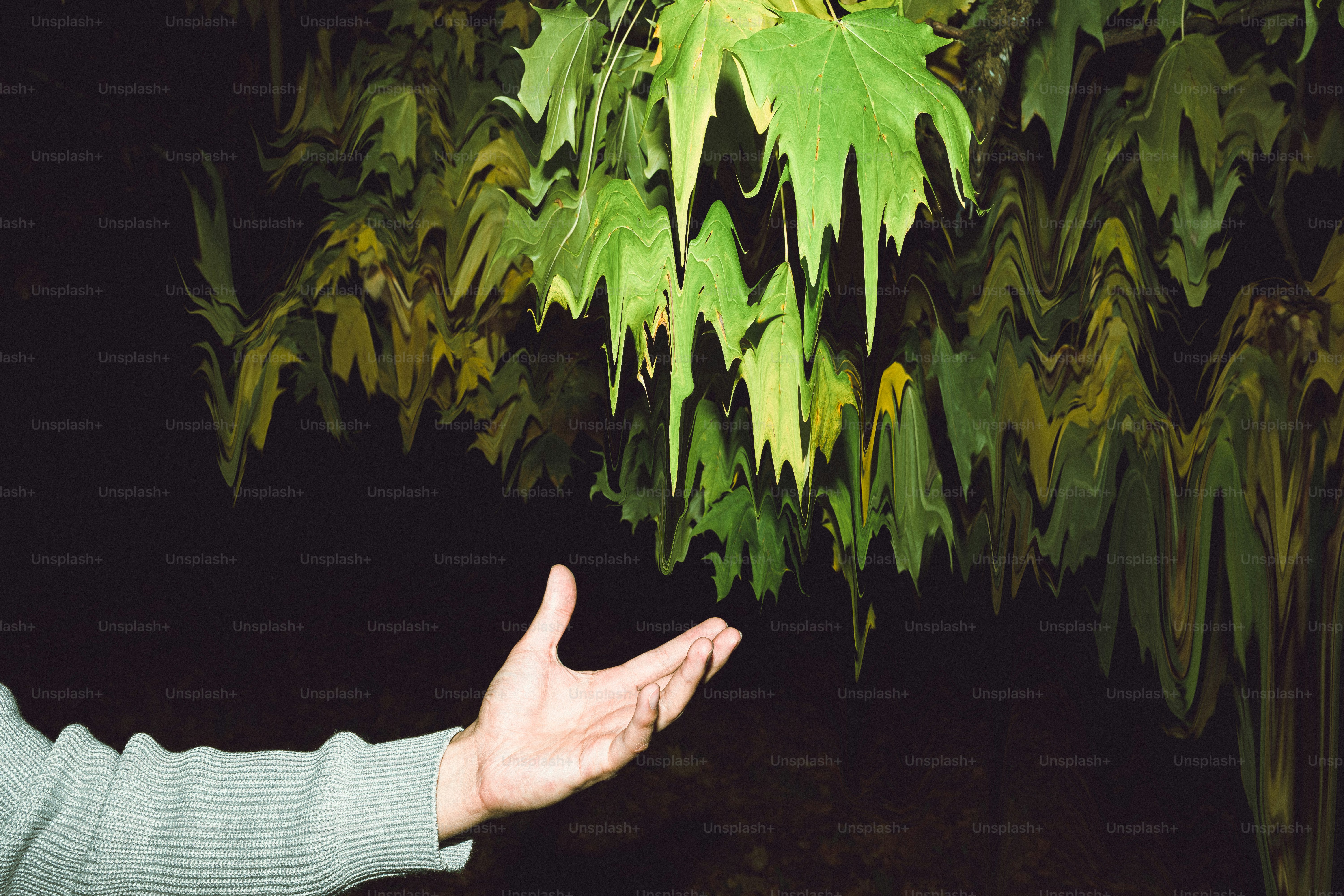 Hand reaching towards hanging green leaves at night