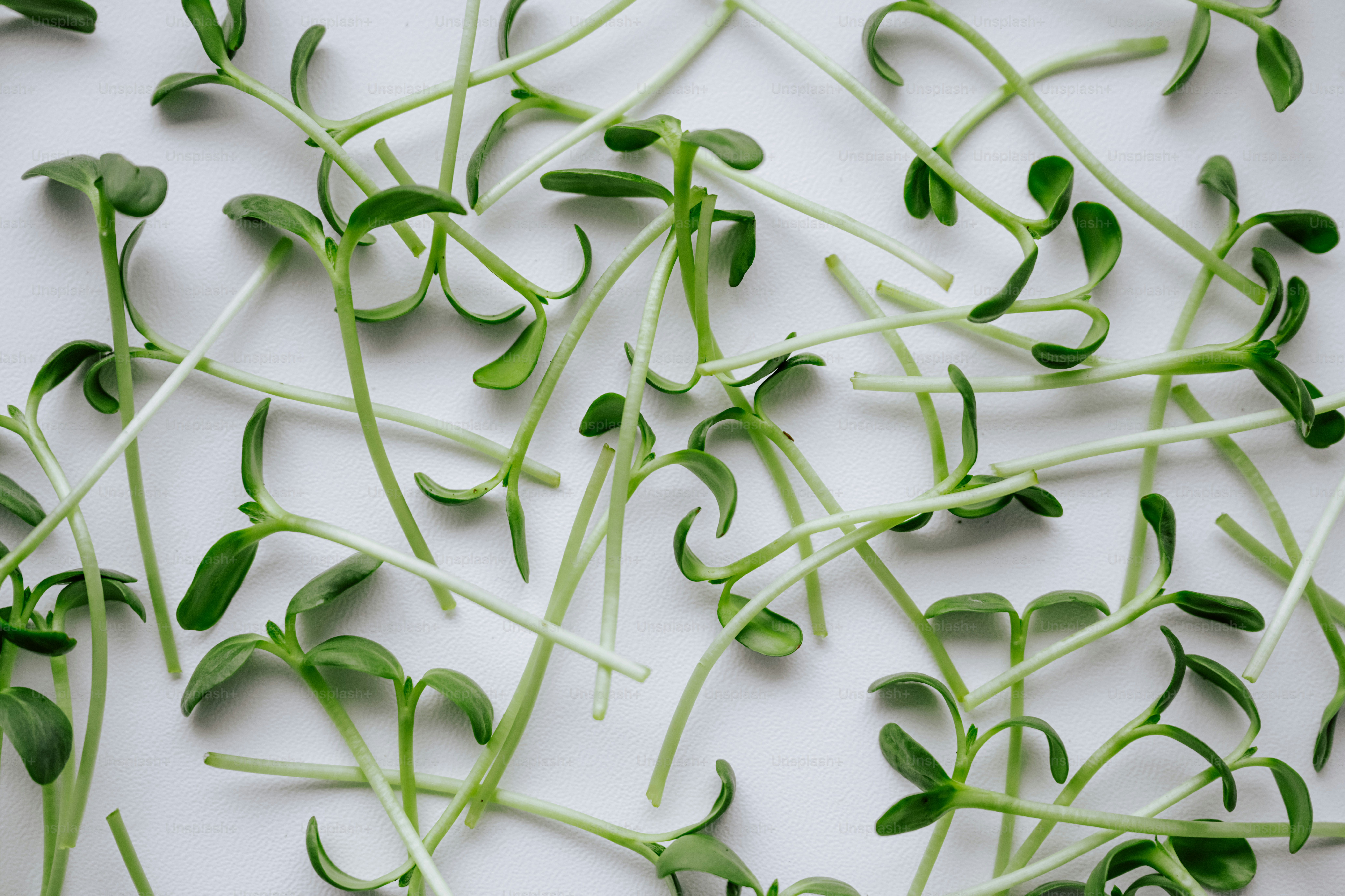 Young green sprouts scattered on a white surface