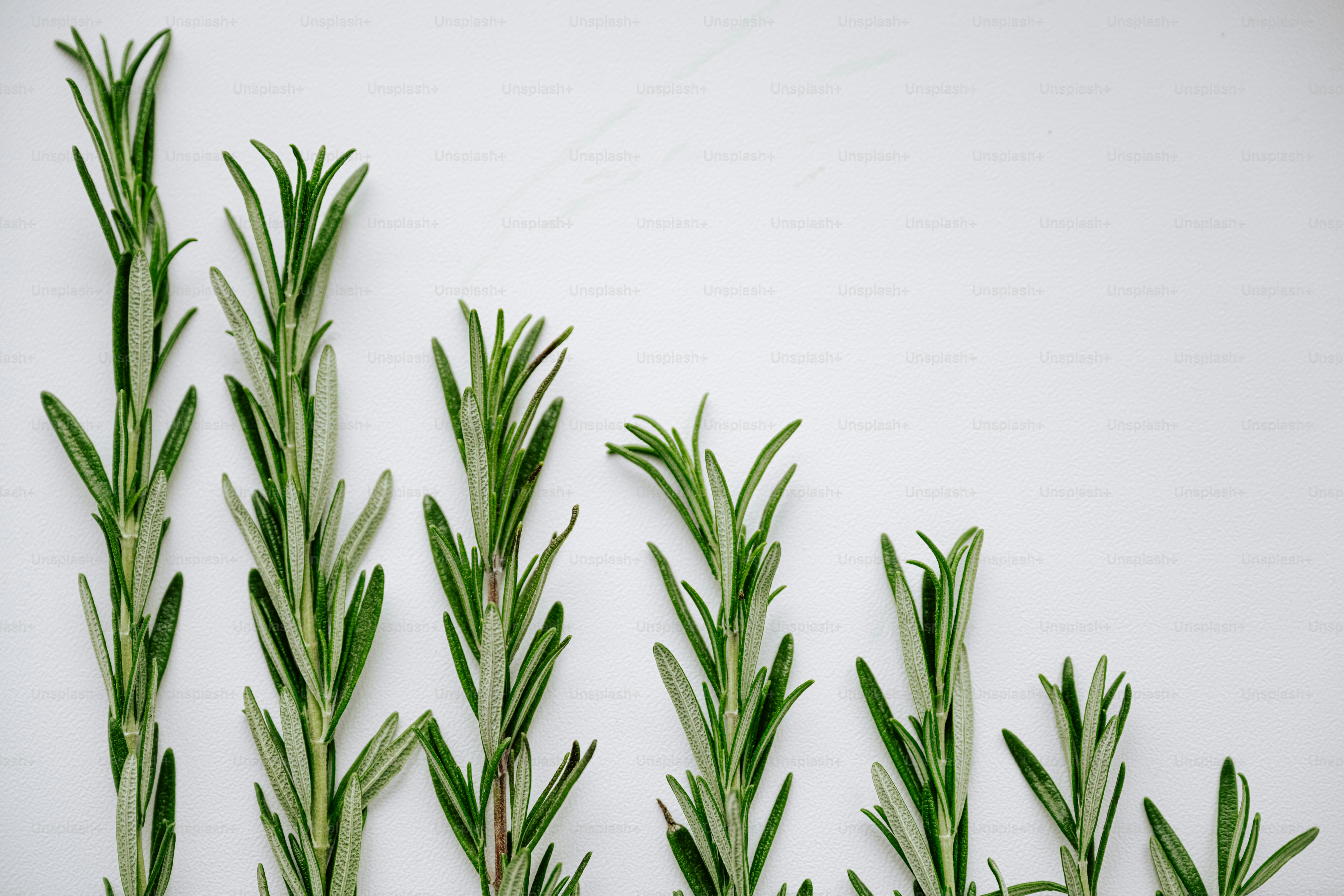 白い背景に並べられた新鮮なローズマリーの小枝数本