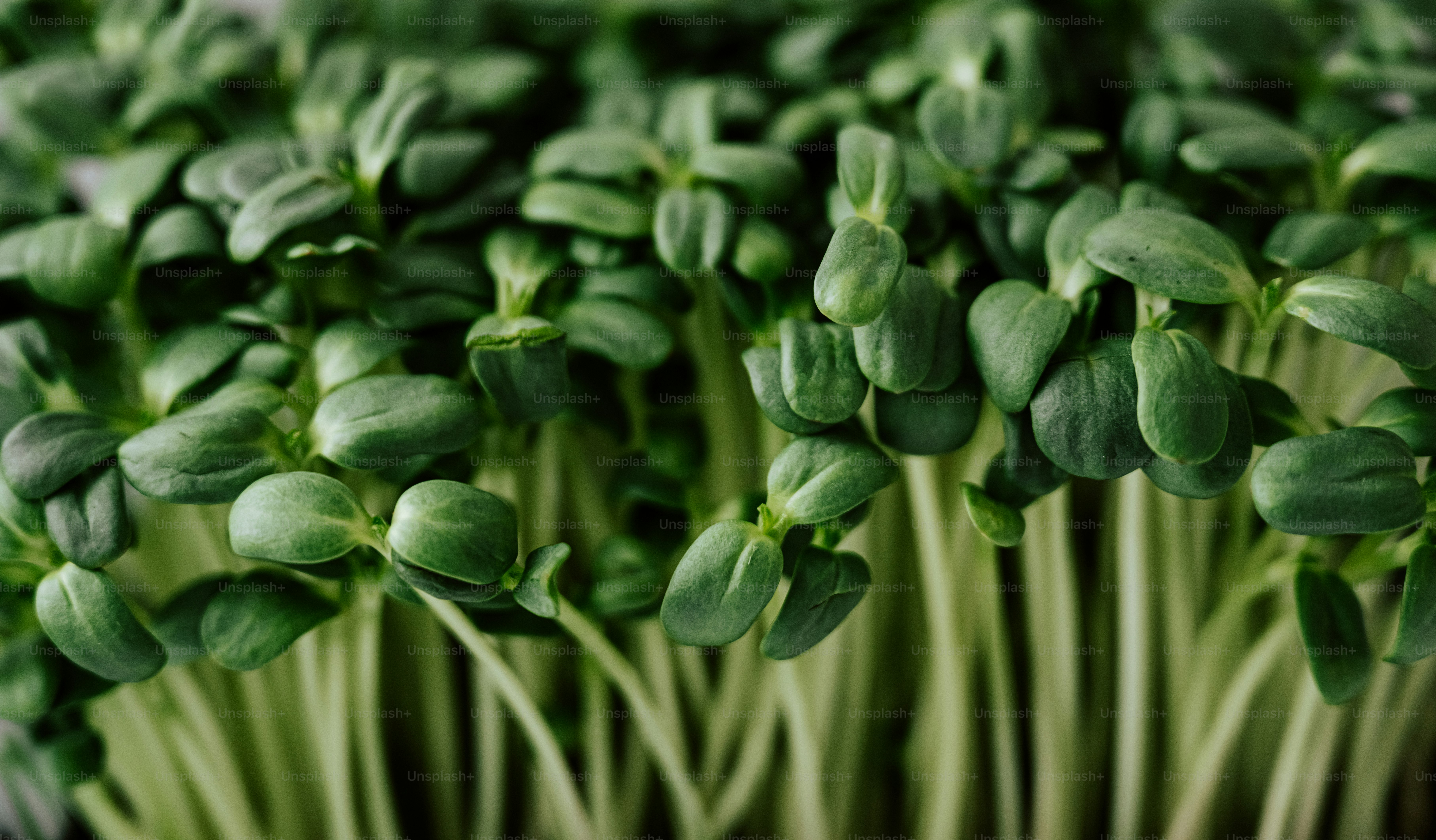 Close-up of young green sunflower sprouts growing