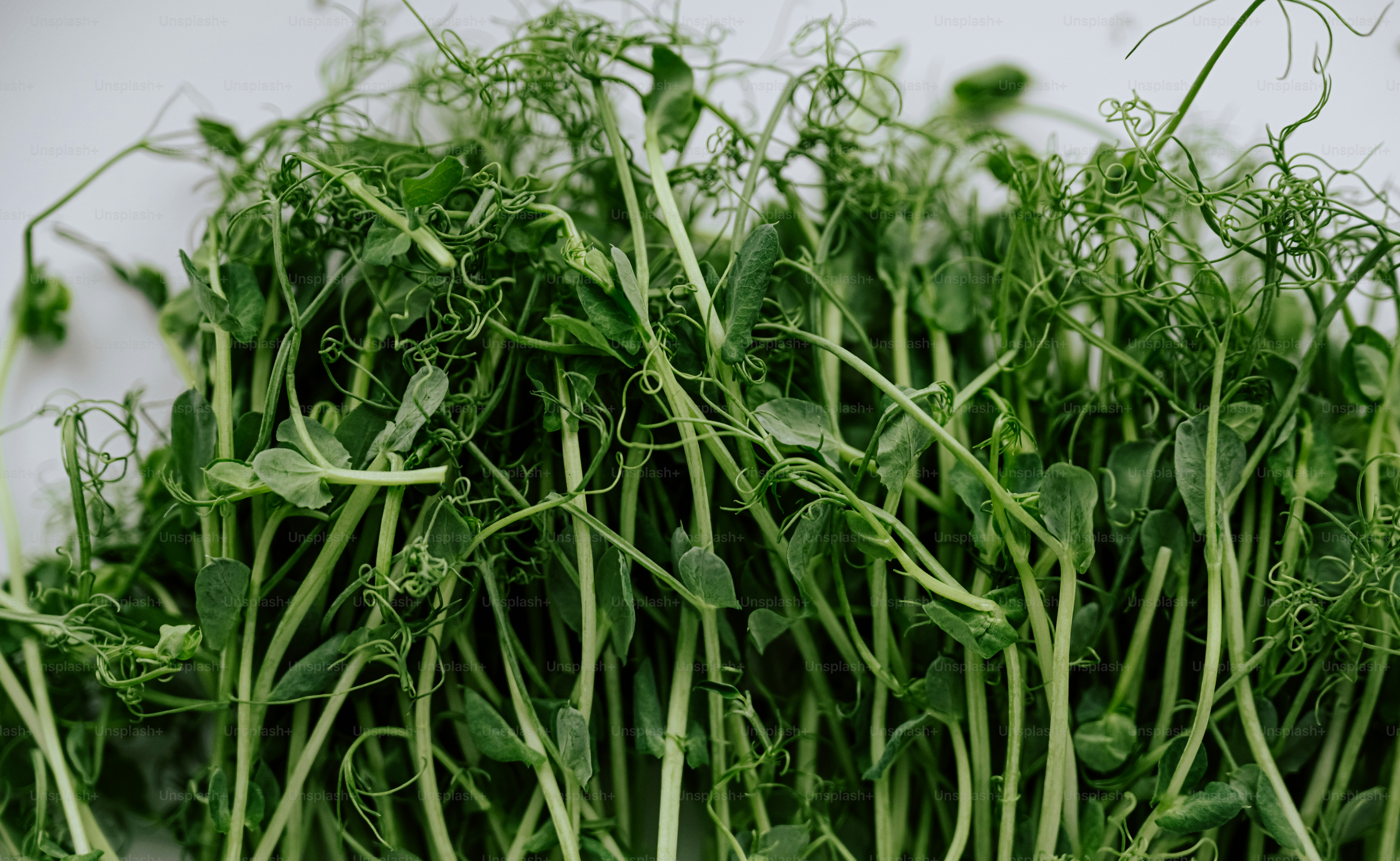 Fresh green pea shoots with delicate tendrils