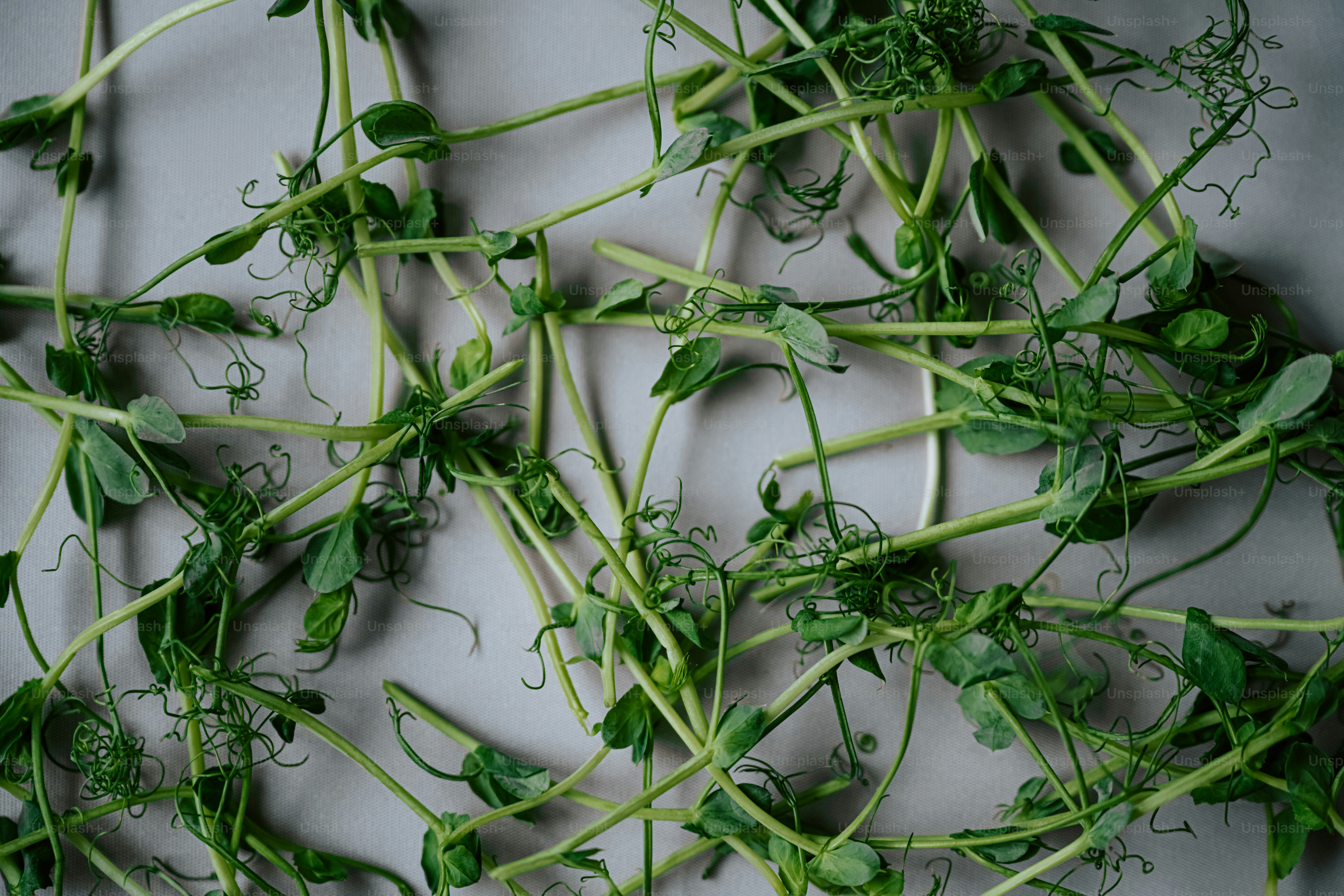 A pile of fresh green pea shoots