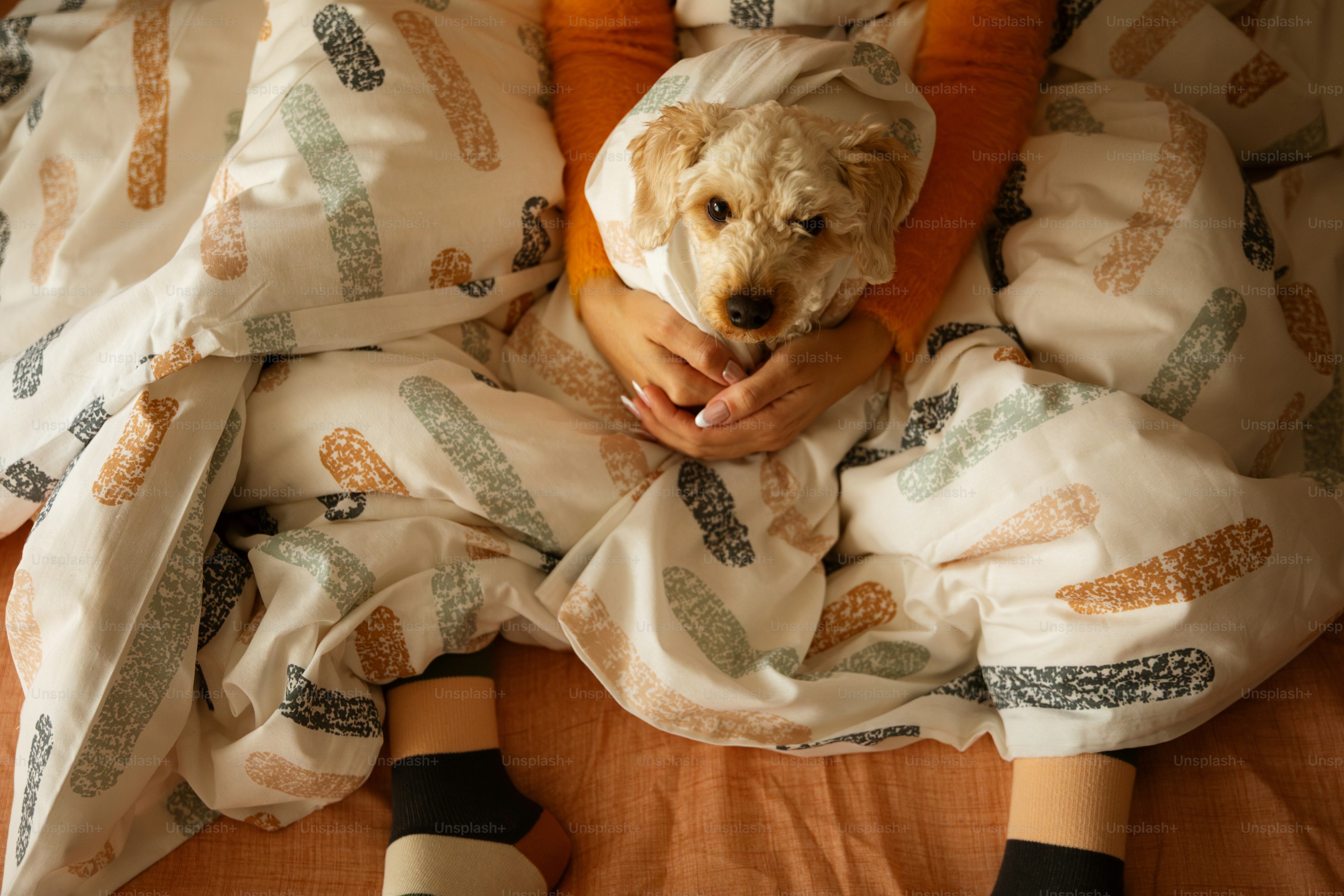 Un petit chien enveloppé dans une couverture avec les bras d’une personne.