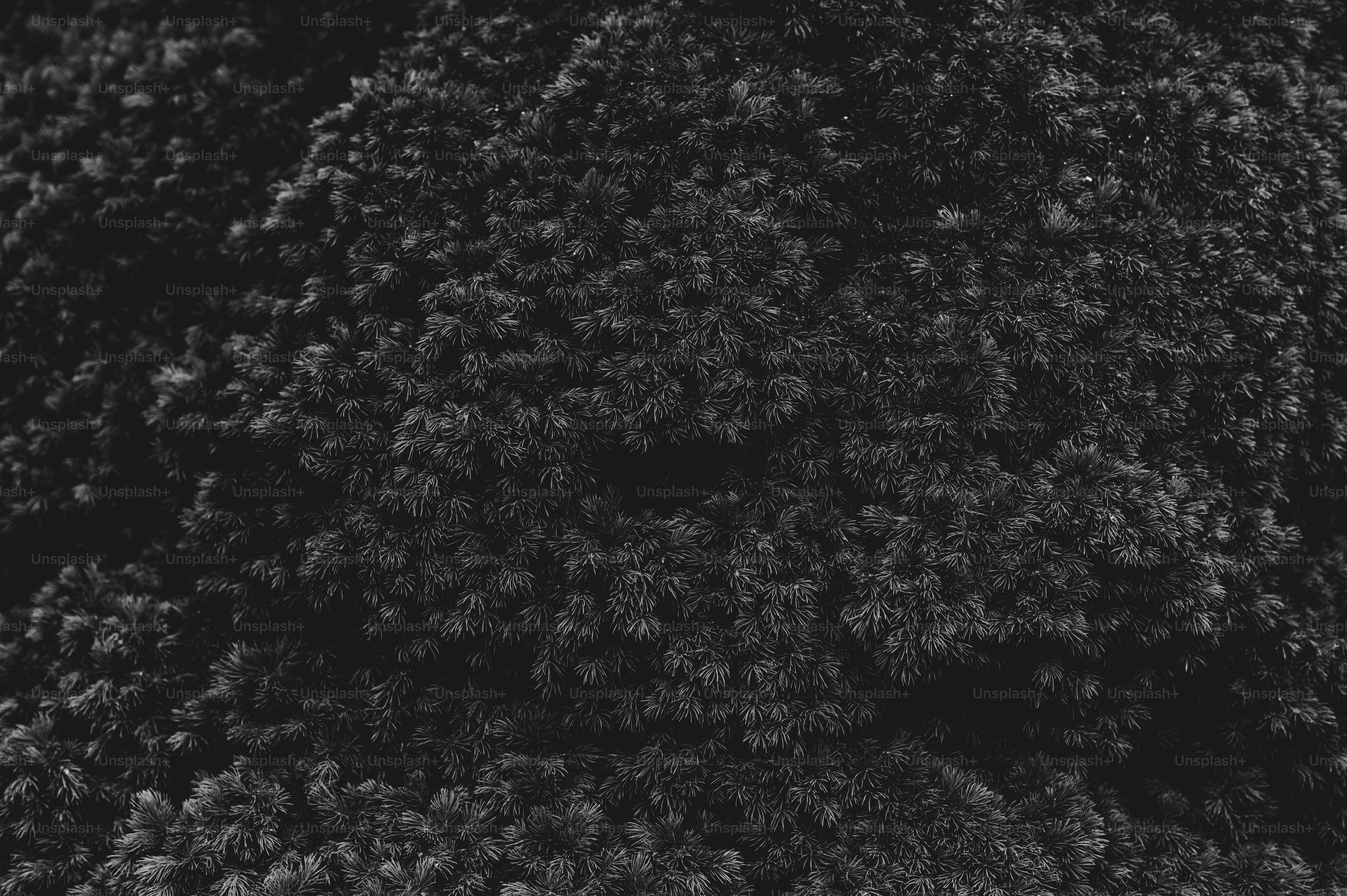 Primer plano de follaje oscuro y denso con hojas pequeñas.