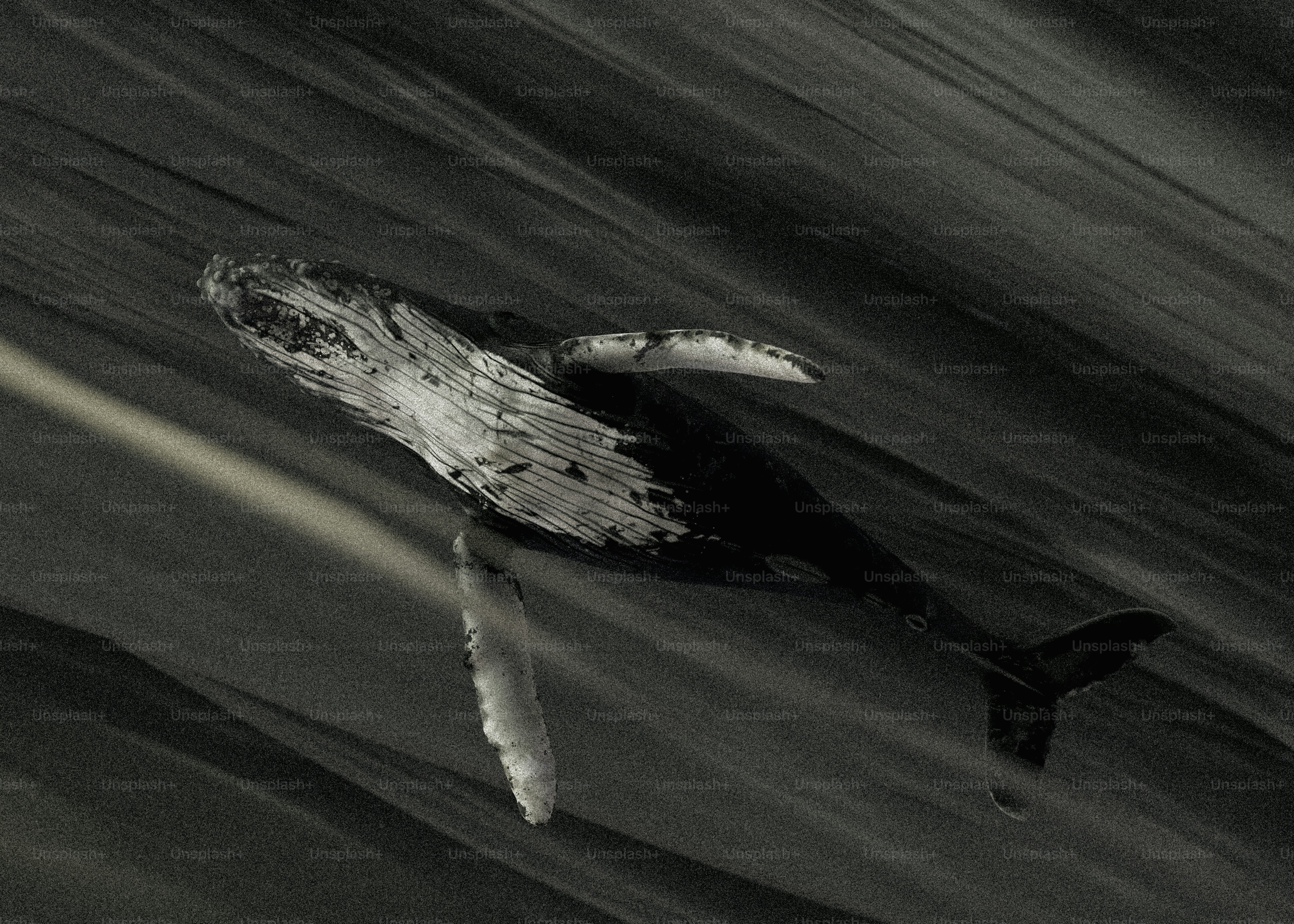 A humpback whale swims in dark water