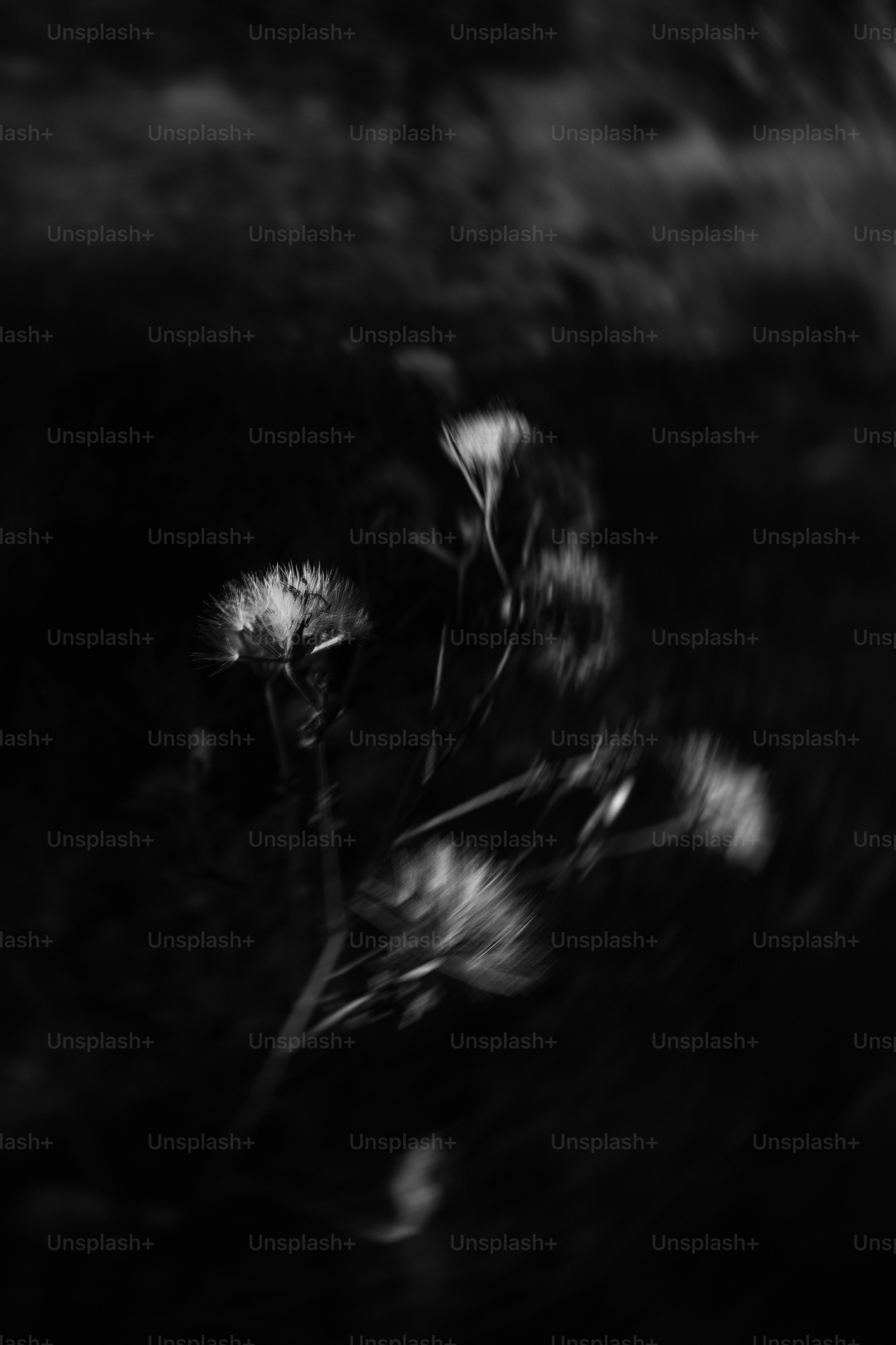 Blurred dandelions in the dark