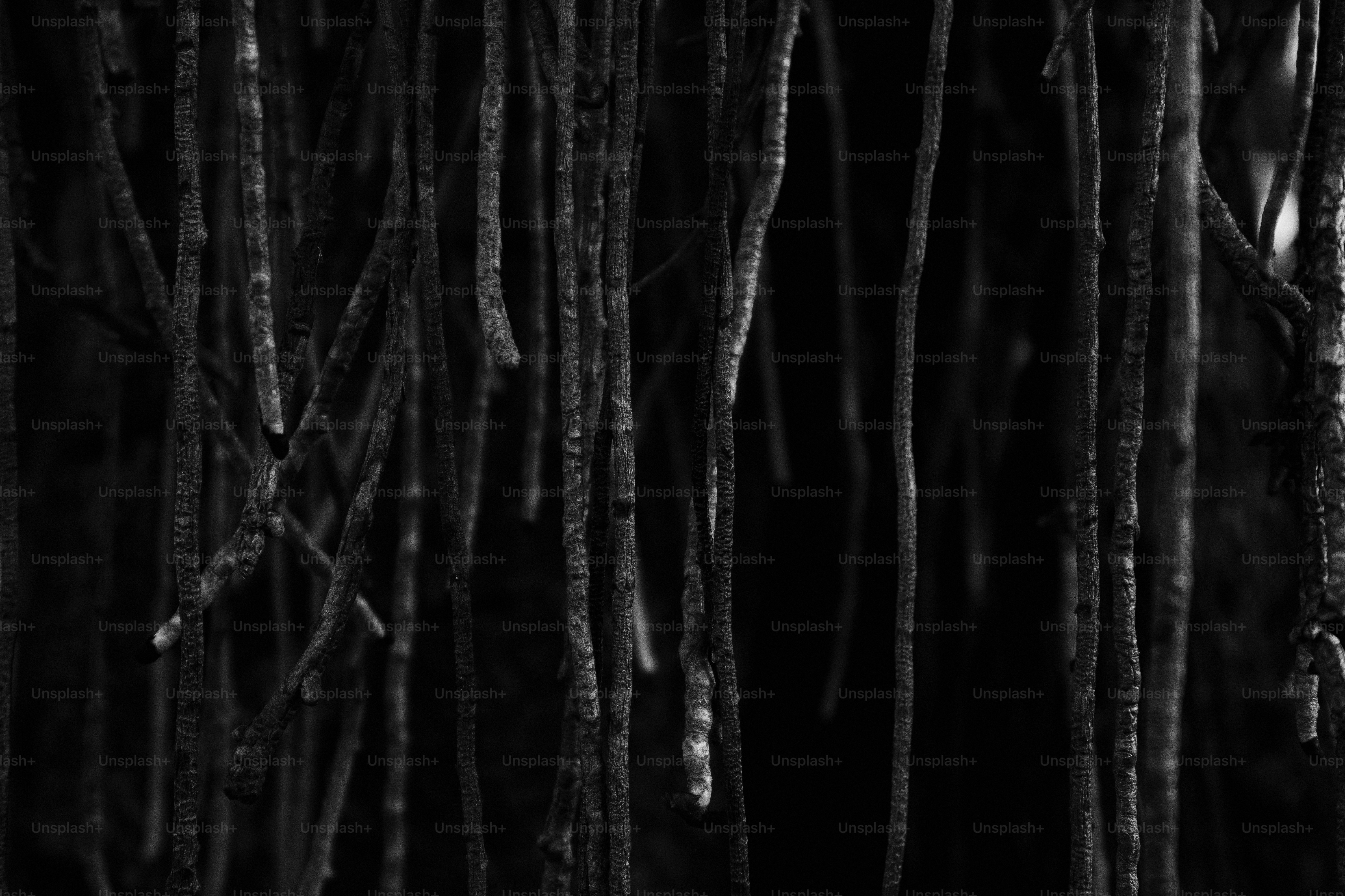 暗くムーディーな森にぶら下がっている蔓。