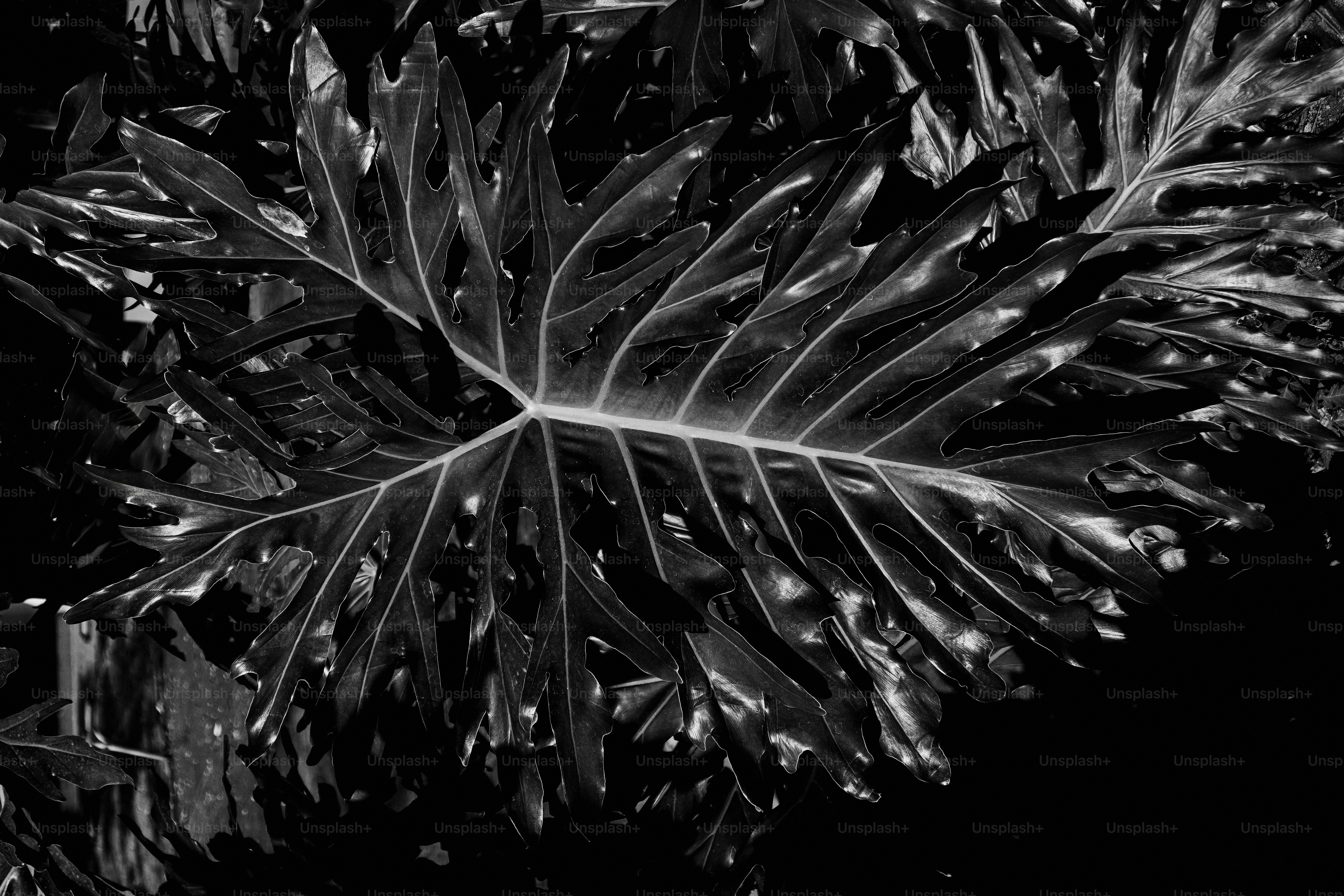 peace lily indoor XL Spathiphyllum, Peace Lilly – Happy Houseplants main image 1