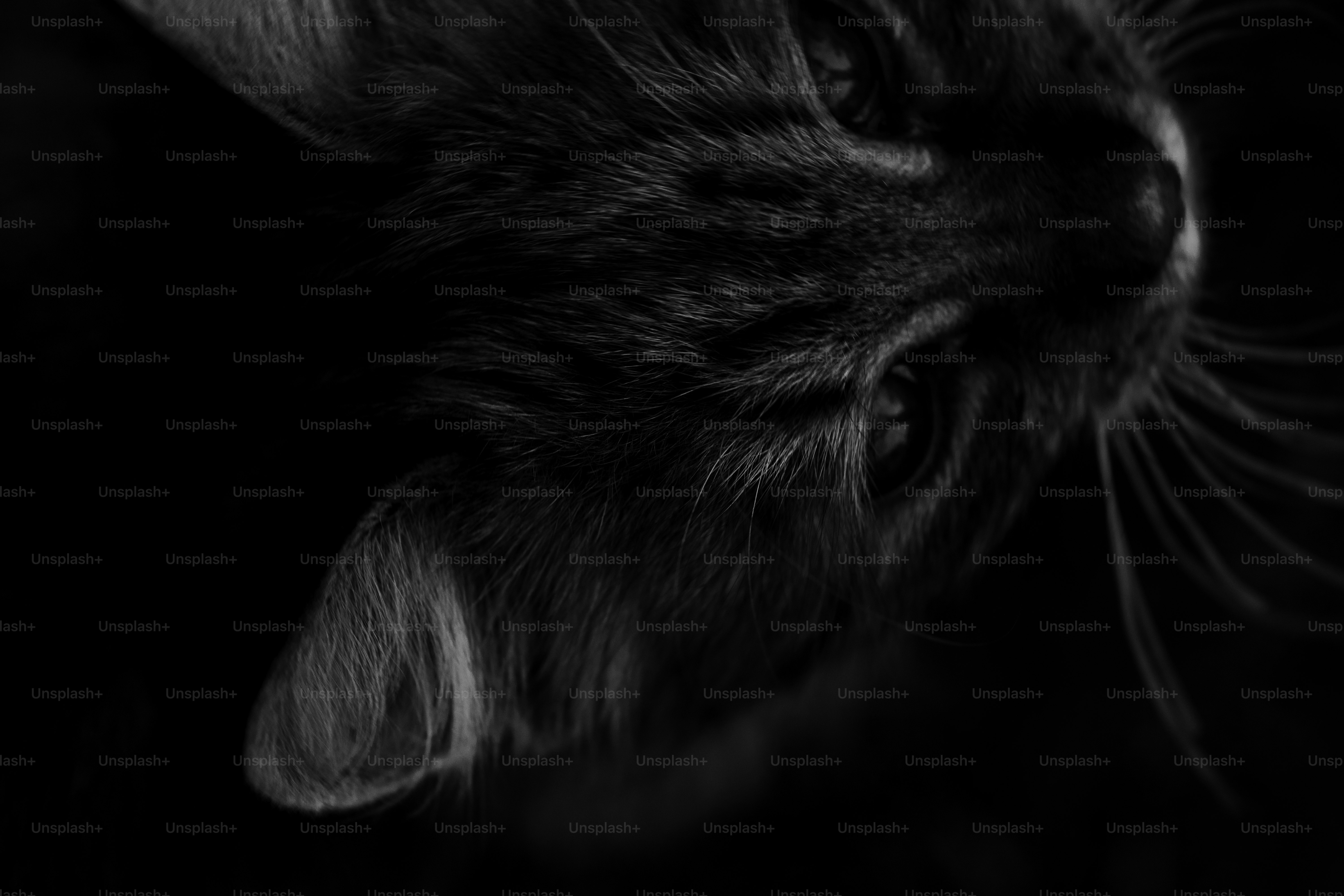 Lettiera Per Gatti Silicio Pet\u0026Pet Daily | Bennet Online, image size:3000x2000