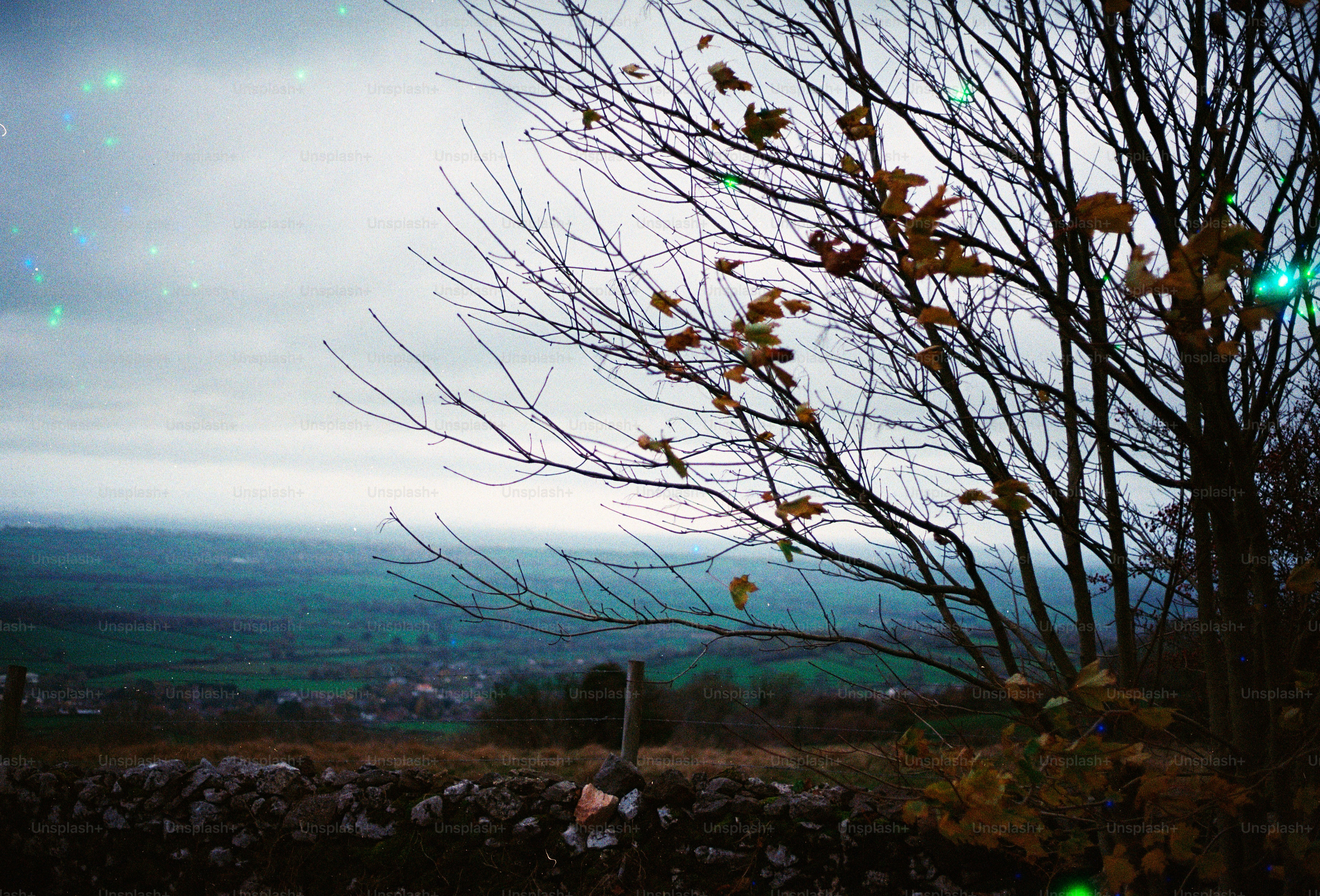 Bare tree branches with few autumn leaves against cloudy sky.
