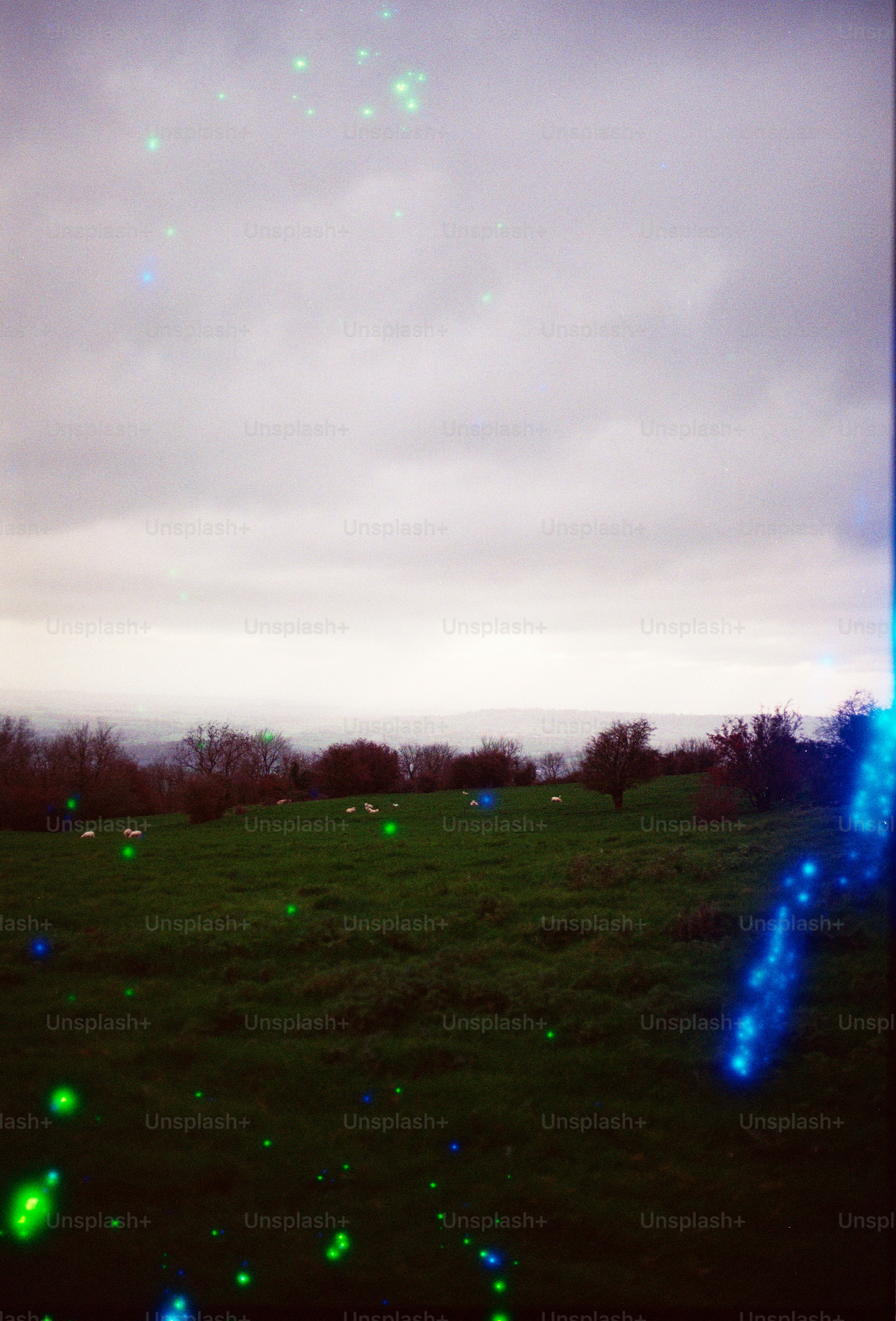 Green field with sheep and glowing lights