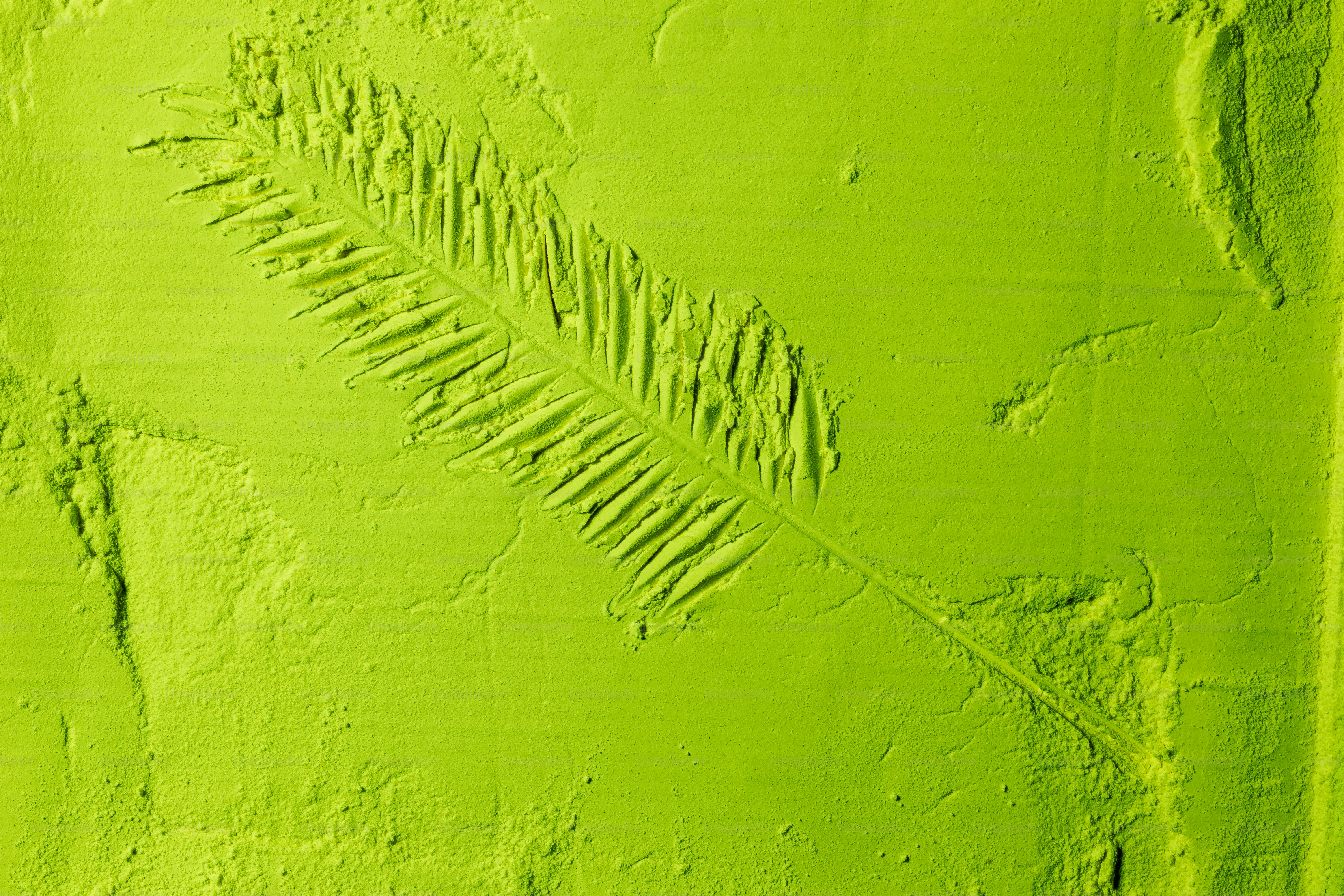 A fossilized fern frond impression on a textured surface. photo – Plant ...