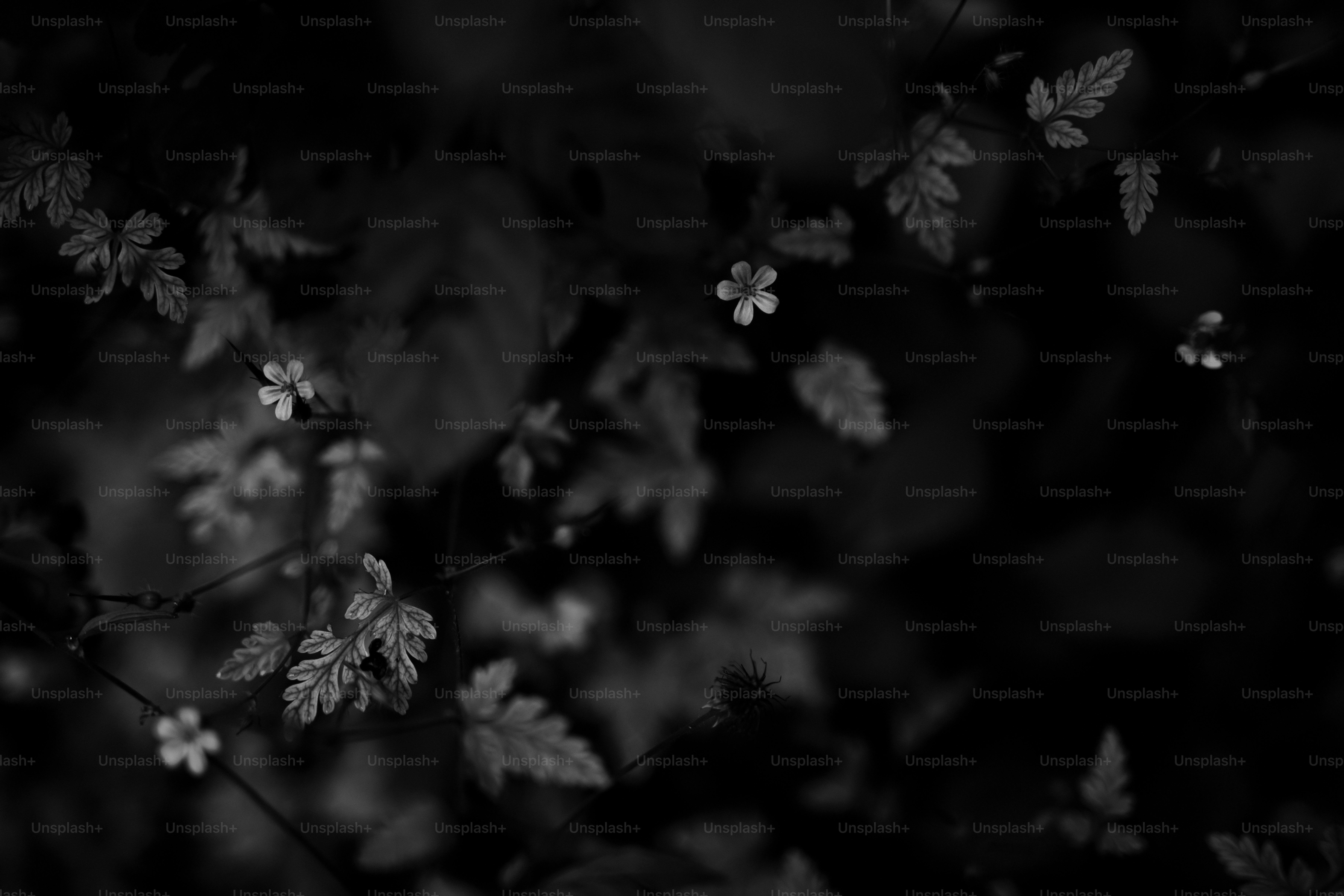 Delicadas flores blancas florecen entre hojas oscuras.