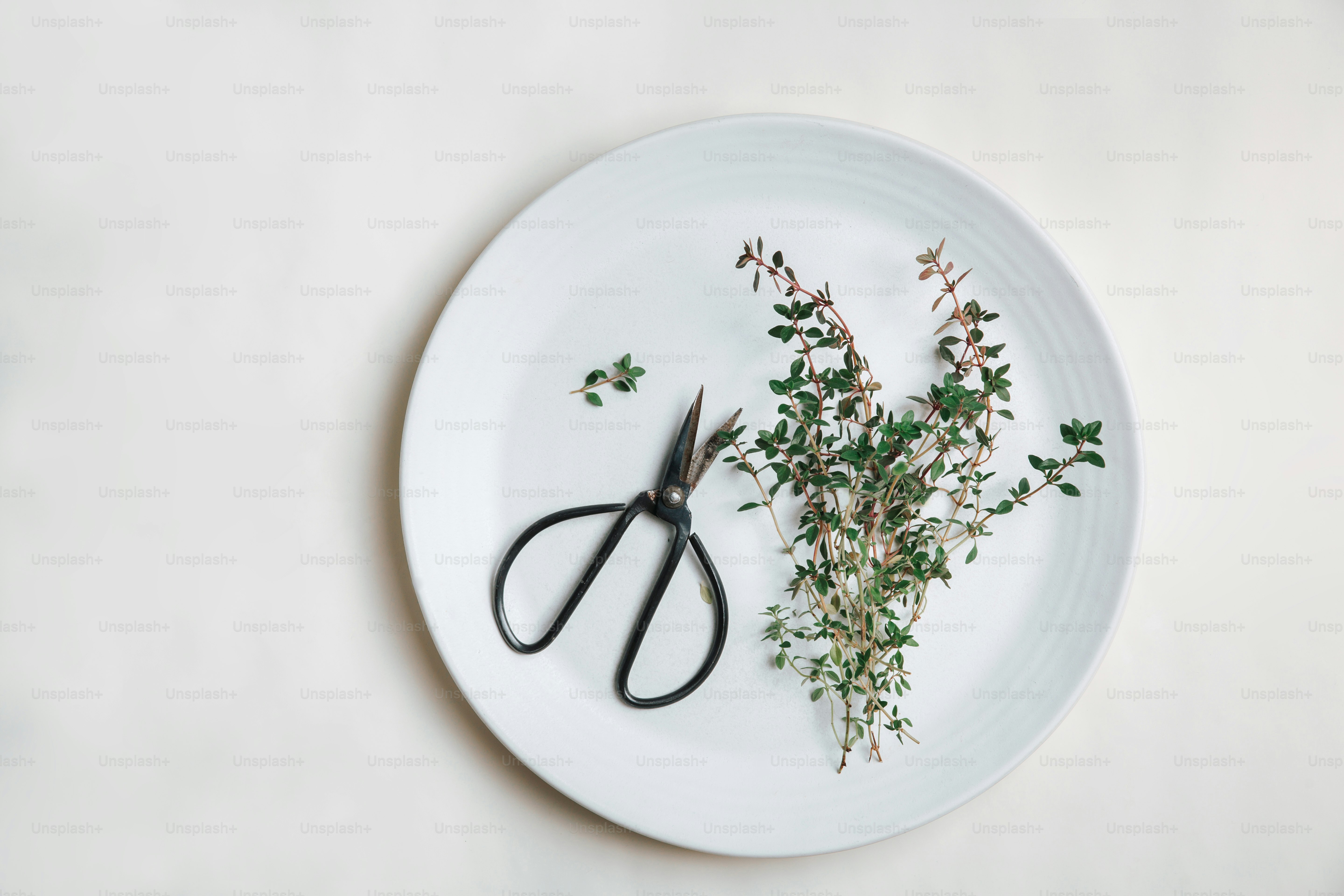 Fresh thyme sprigs and scissors on a white plate.