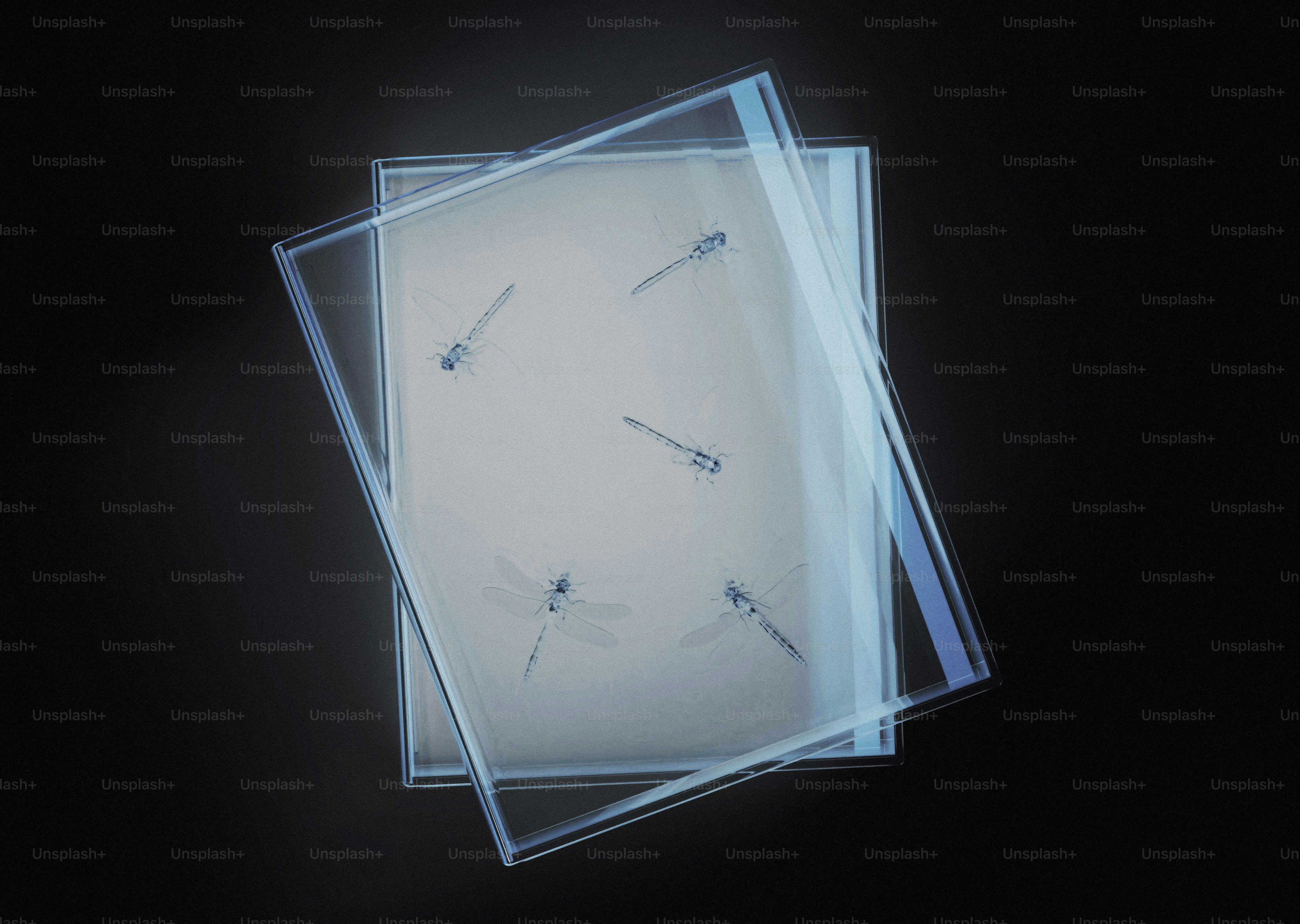 Five preserved dragonflies in a clear box.