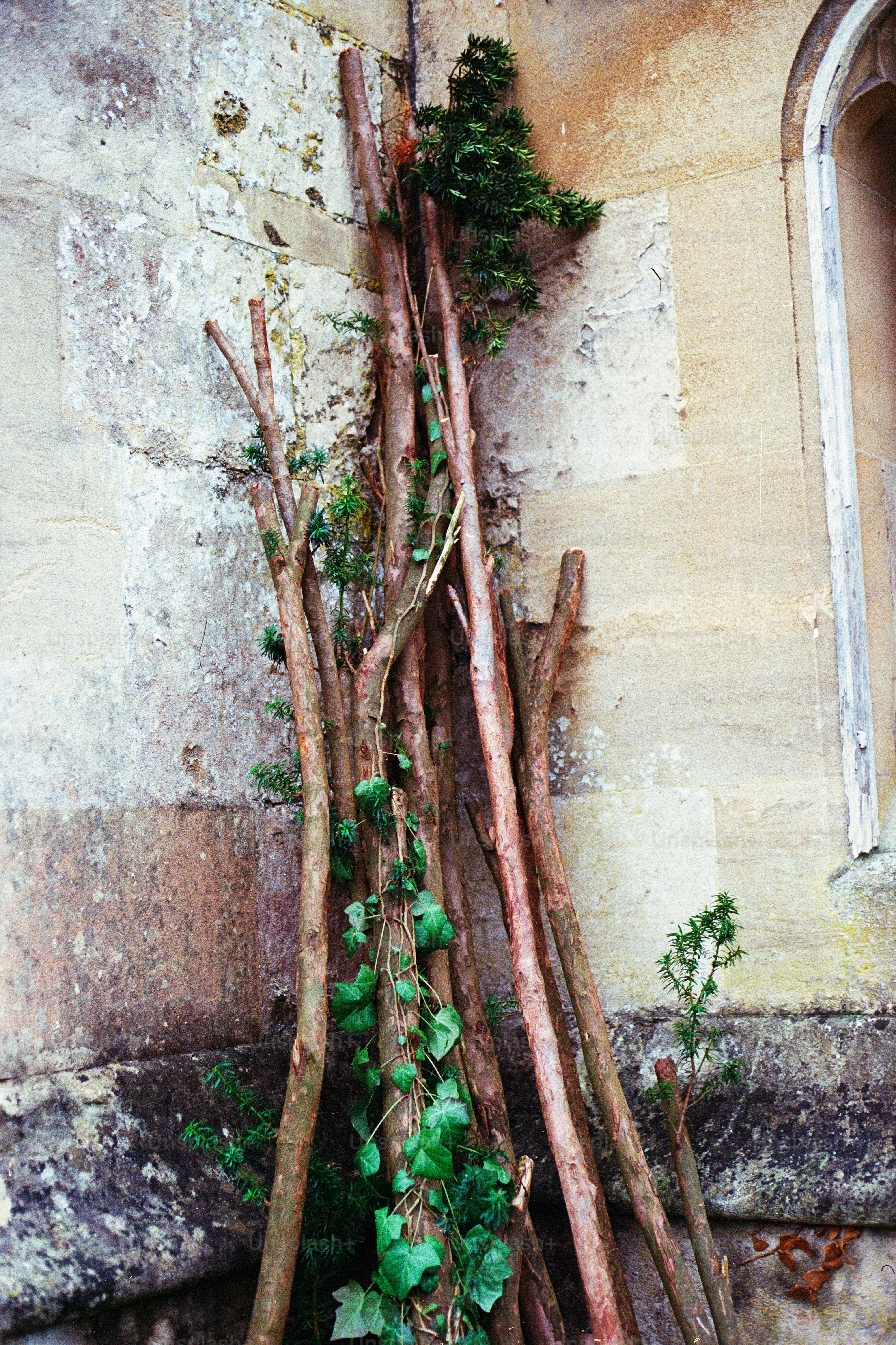 Bündel Äste, die an eine Steinmauer gelehnt sind