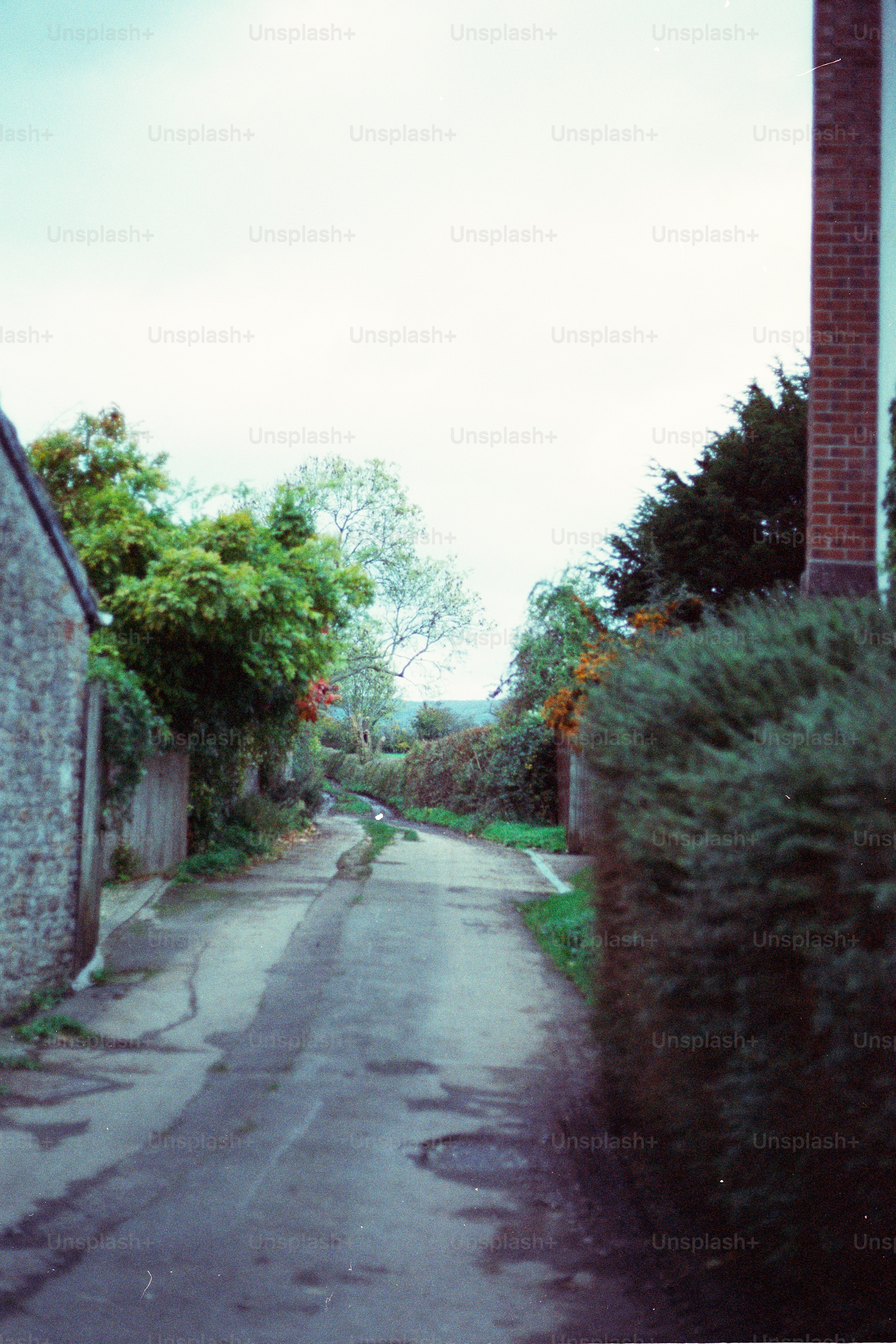 A narrow, wet country lane bordered by hedges.