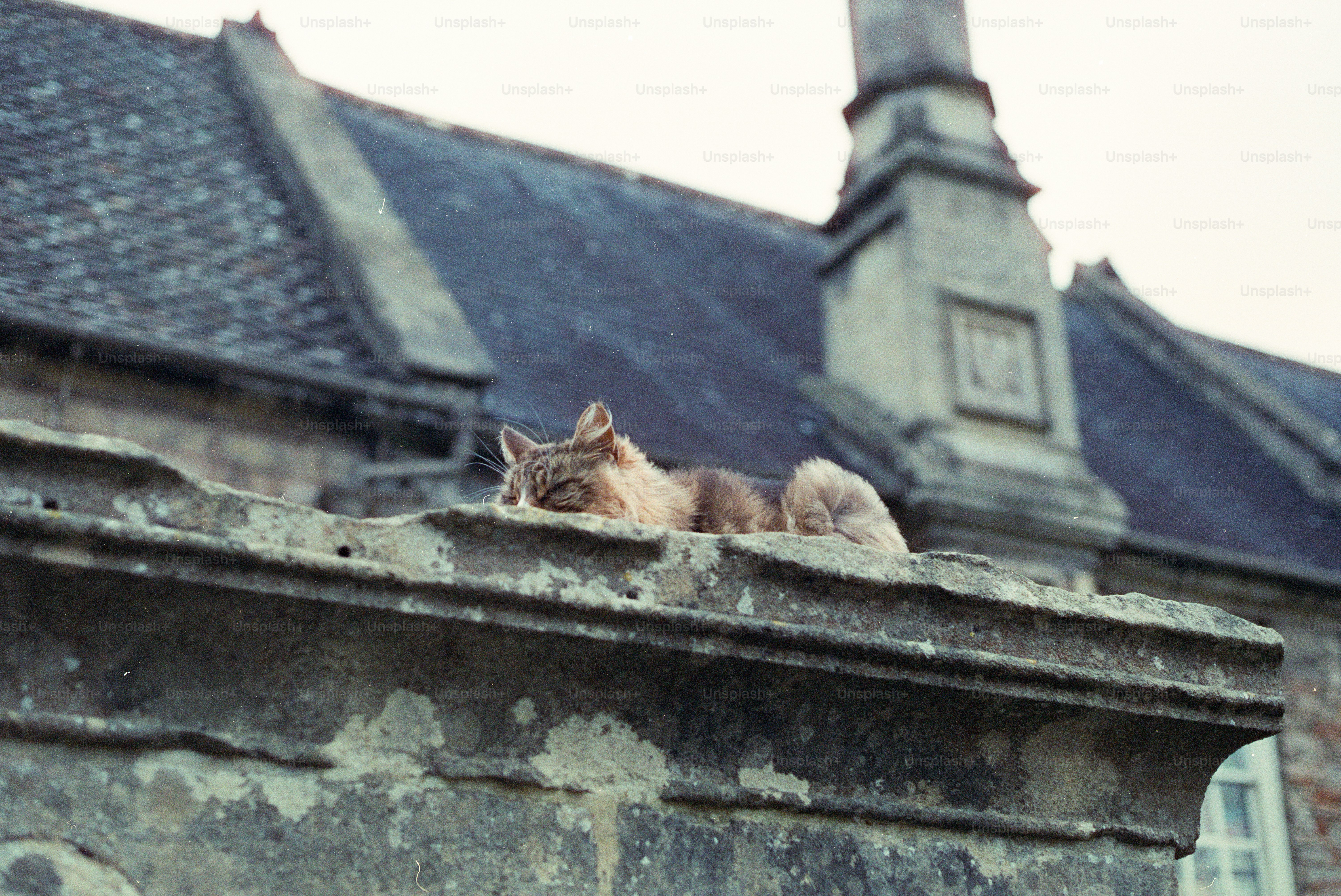 A cat rests on a stone ledge near a building.