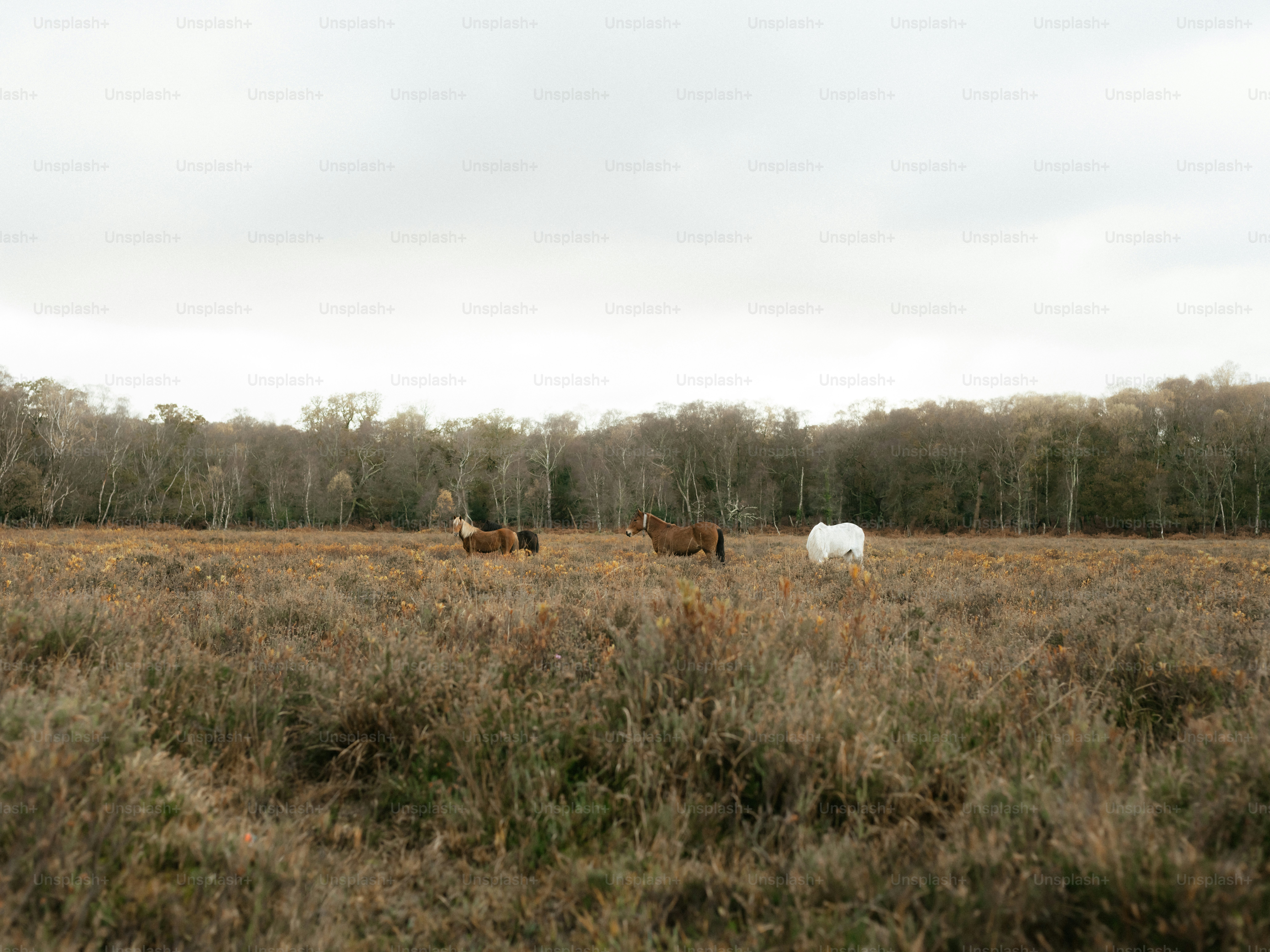 Horses grazing in a dry, grassy field with trees.