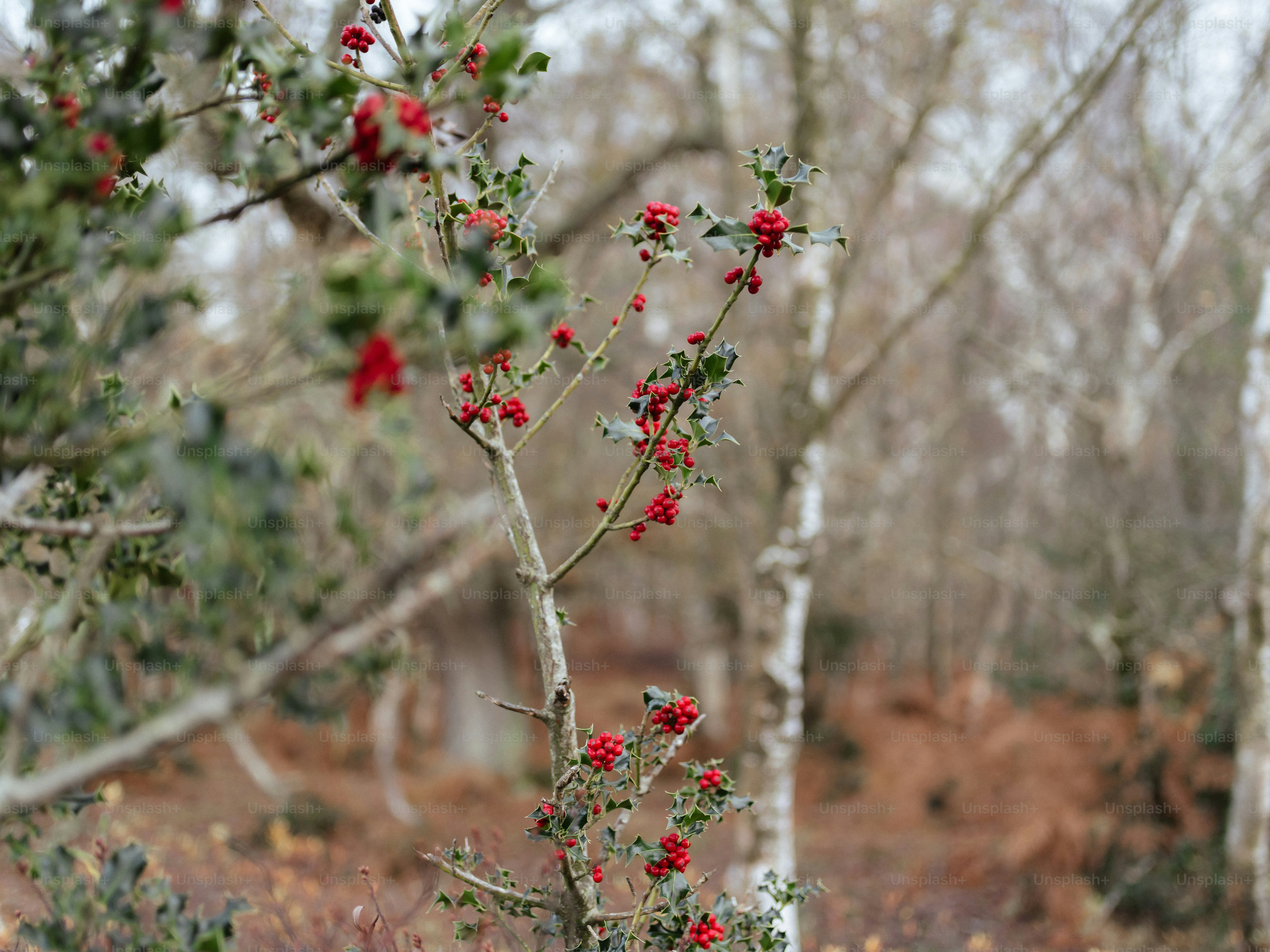 Holly berries on a branch in a forest