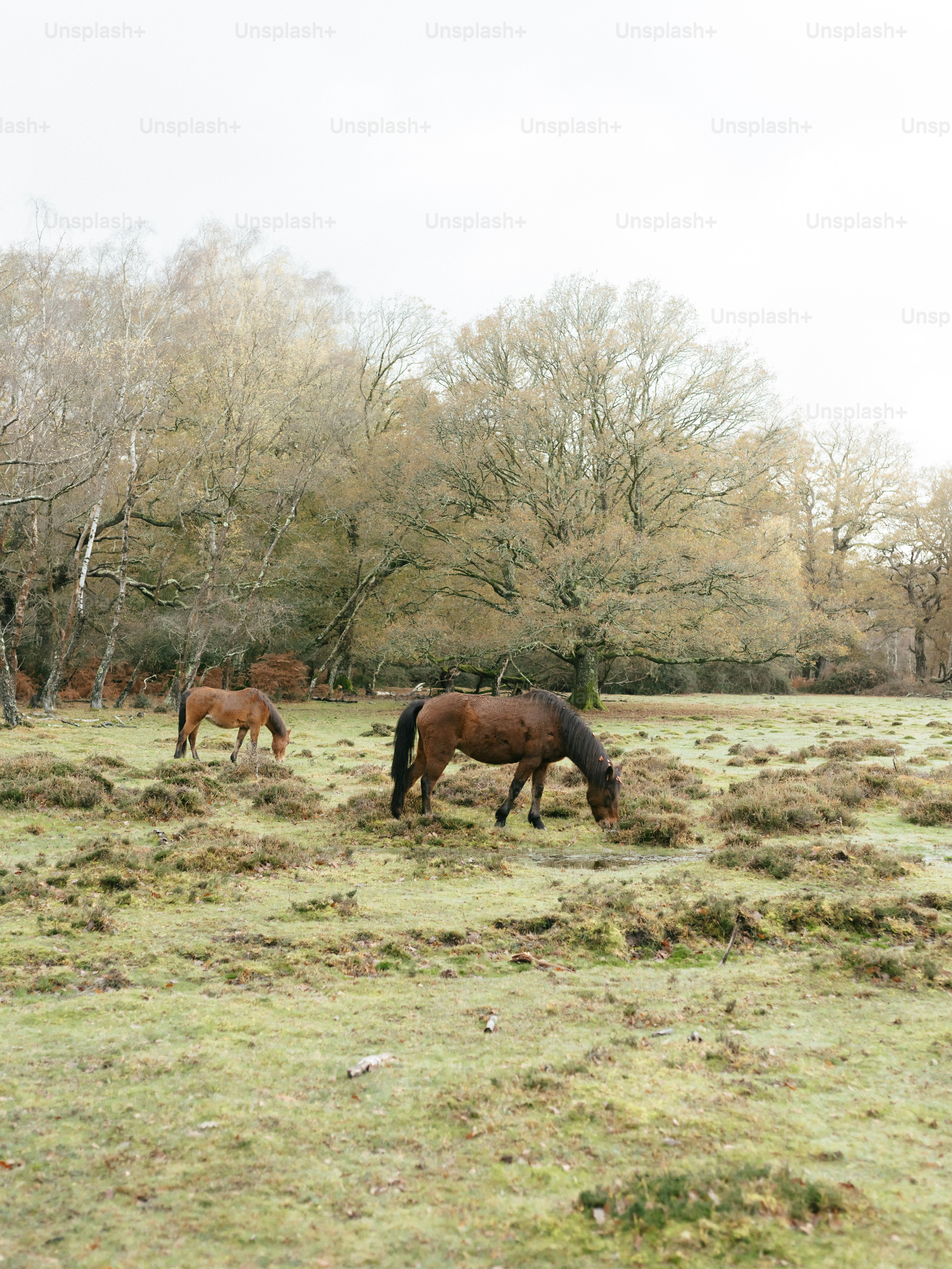 Two horses grazing in a grassy field with trees.