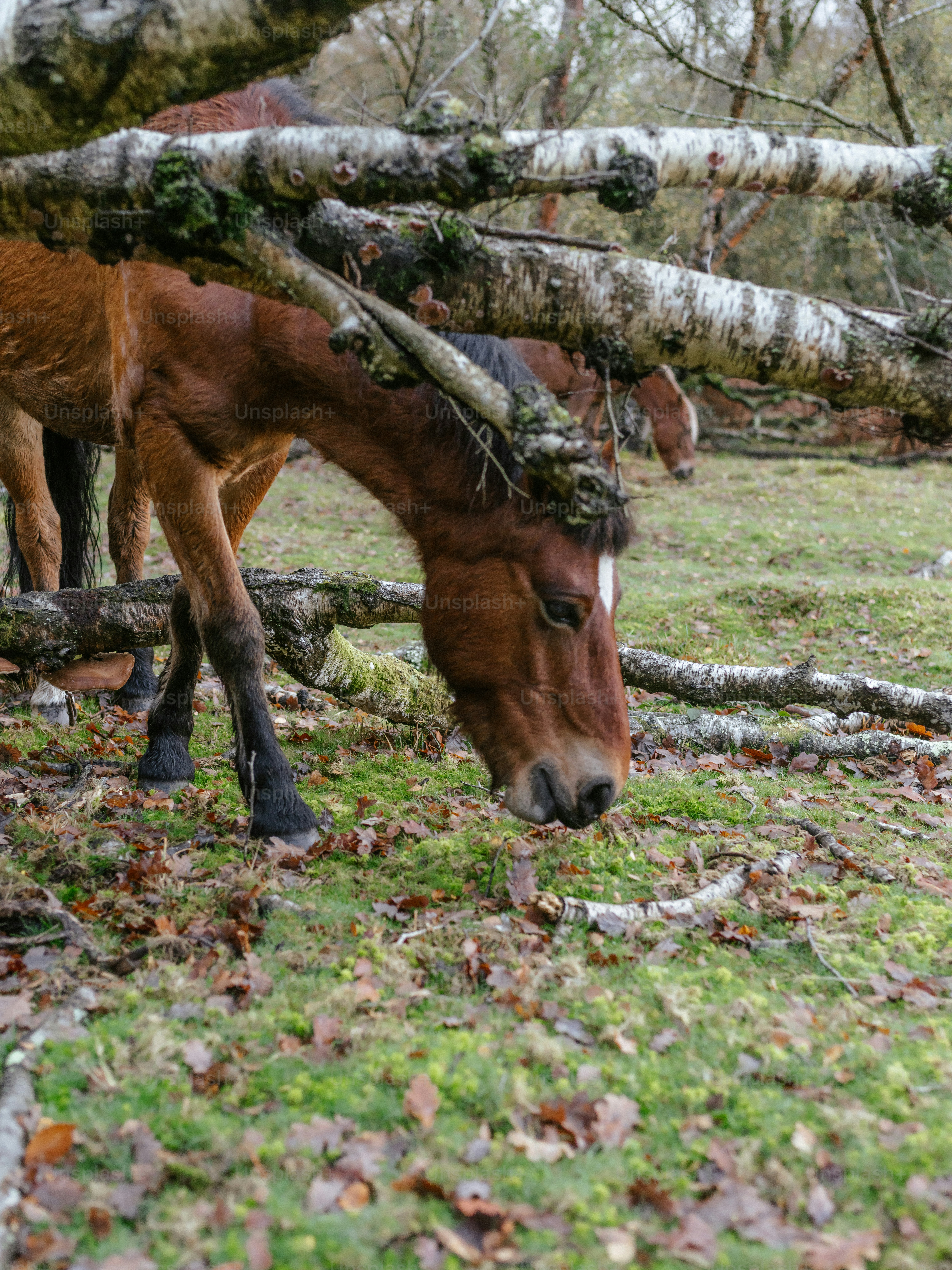 Horses grazing in a dry, grassy field with trees. photo – Forest Image ...