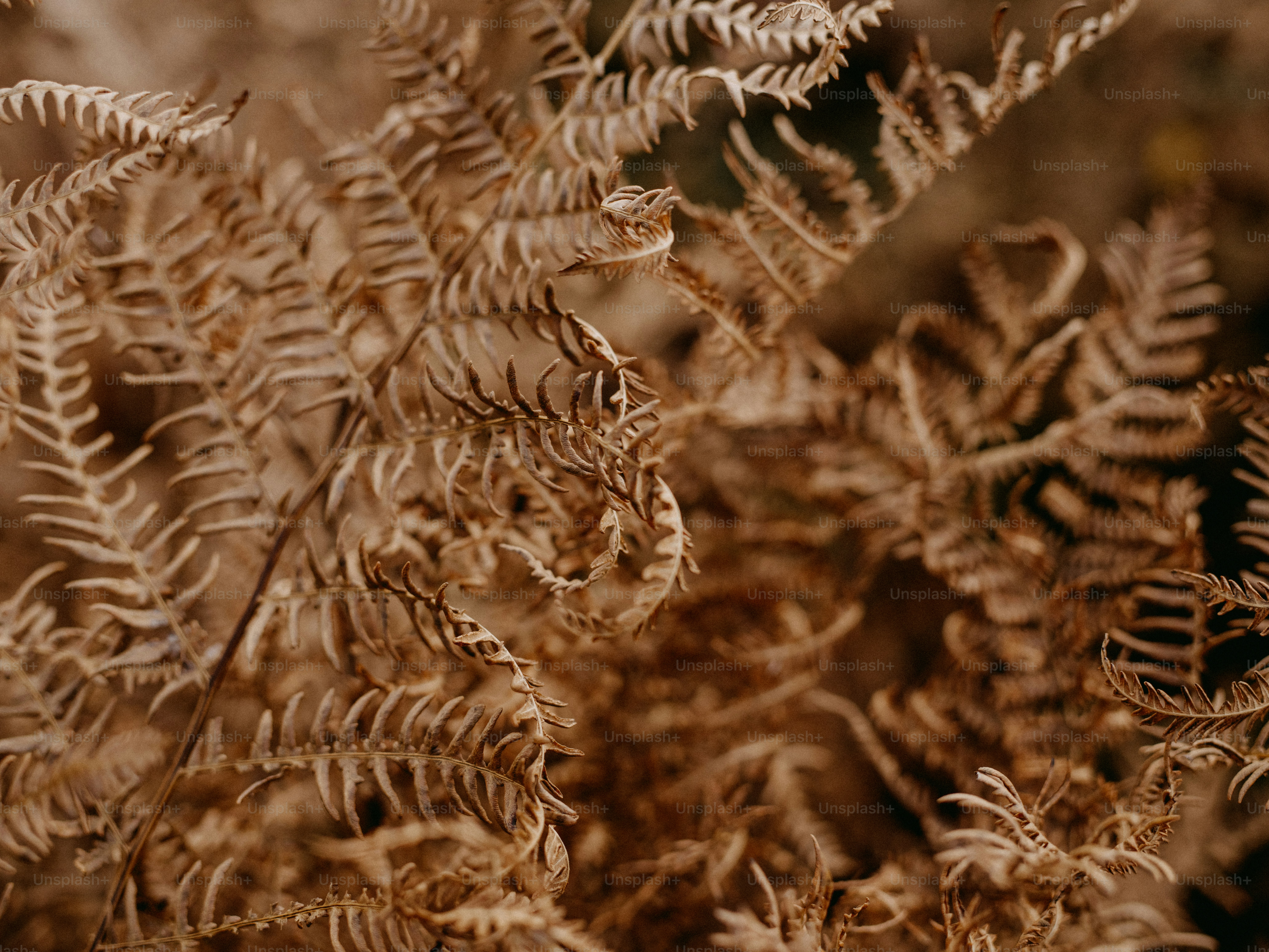 Nahaufnahme trockener brauner Farnwedel im sanften Licht. Foto  Bild zum  Thema Textur auf Unsplash