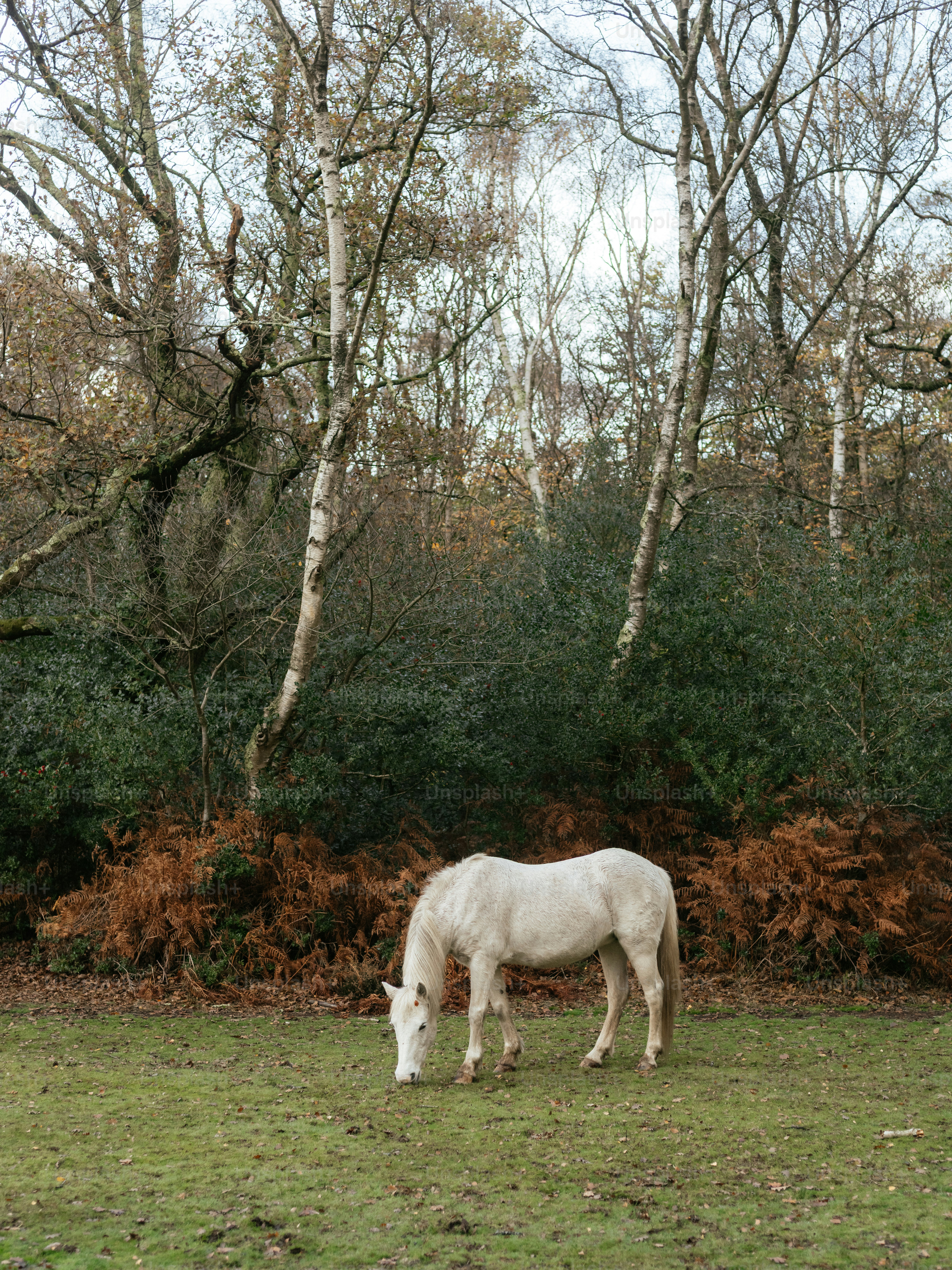 Horses grazing in a dry, grassy field with trees. photo – Forest Image ...